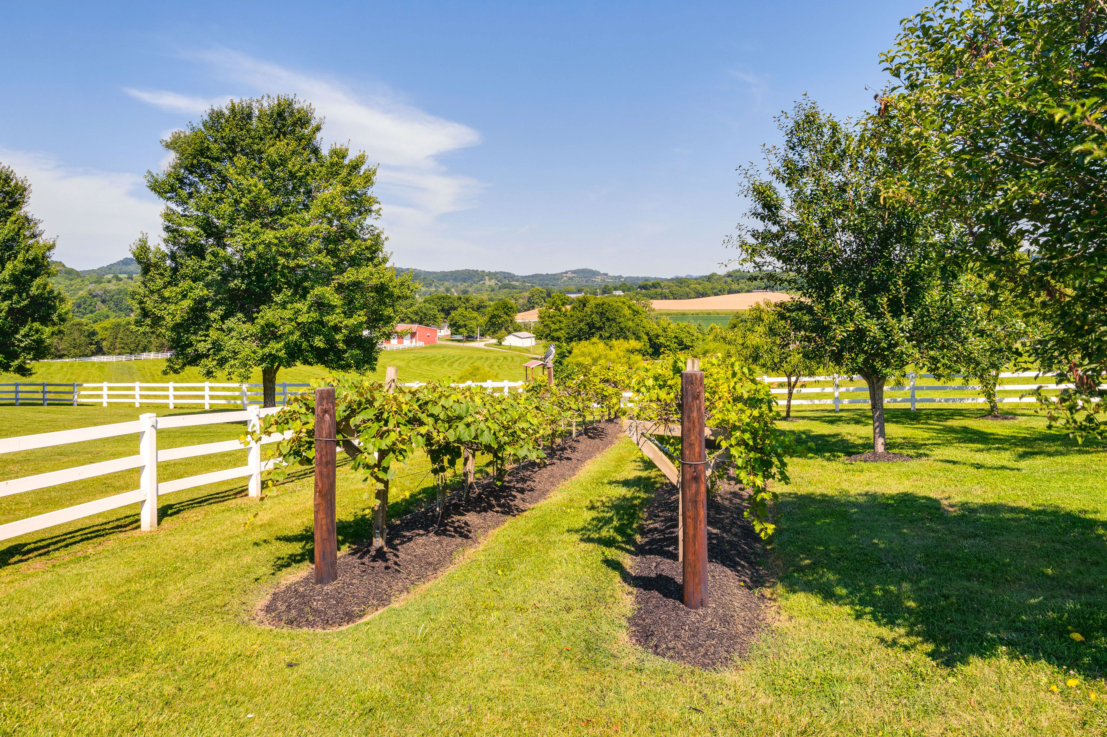 Orchard
