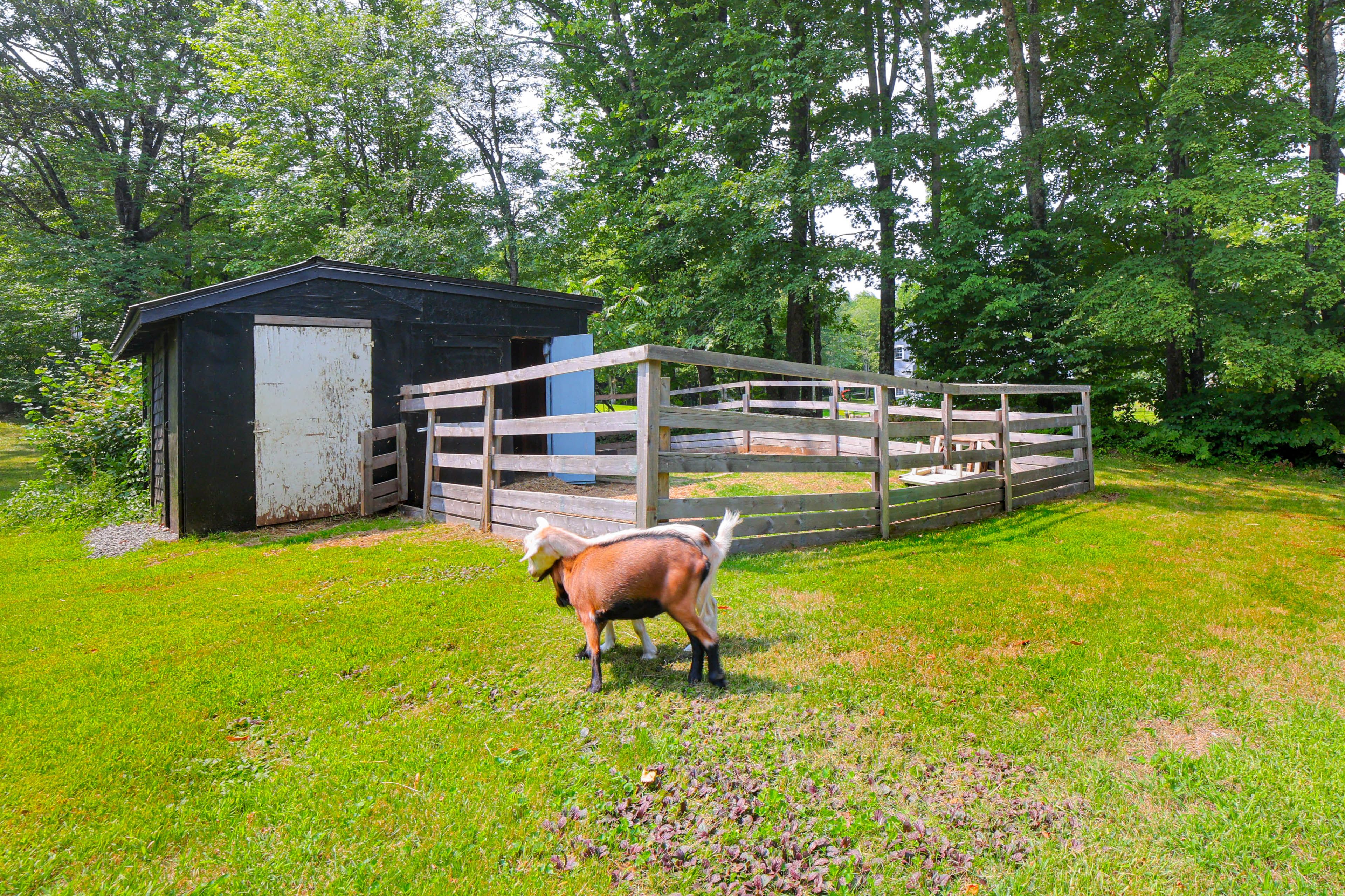 Wooded Yard | On-Site Goats
