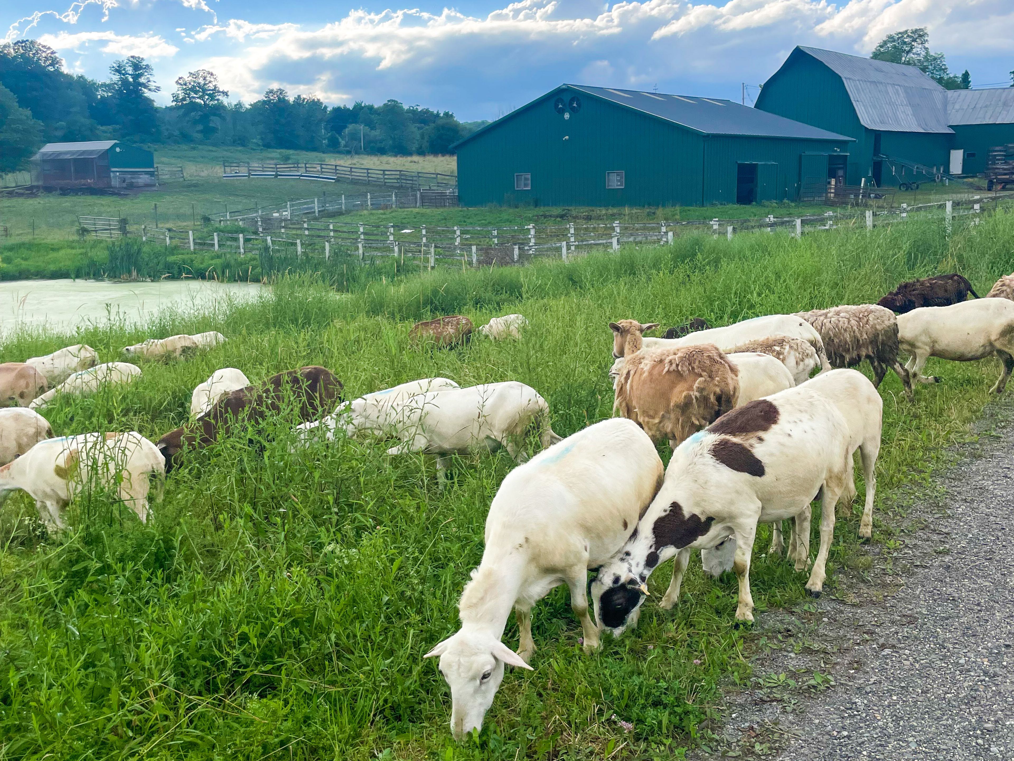 Working Farm | Goats & Chickens