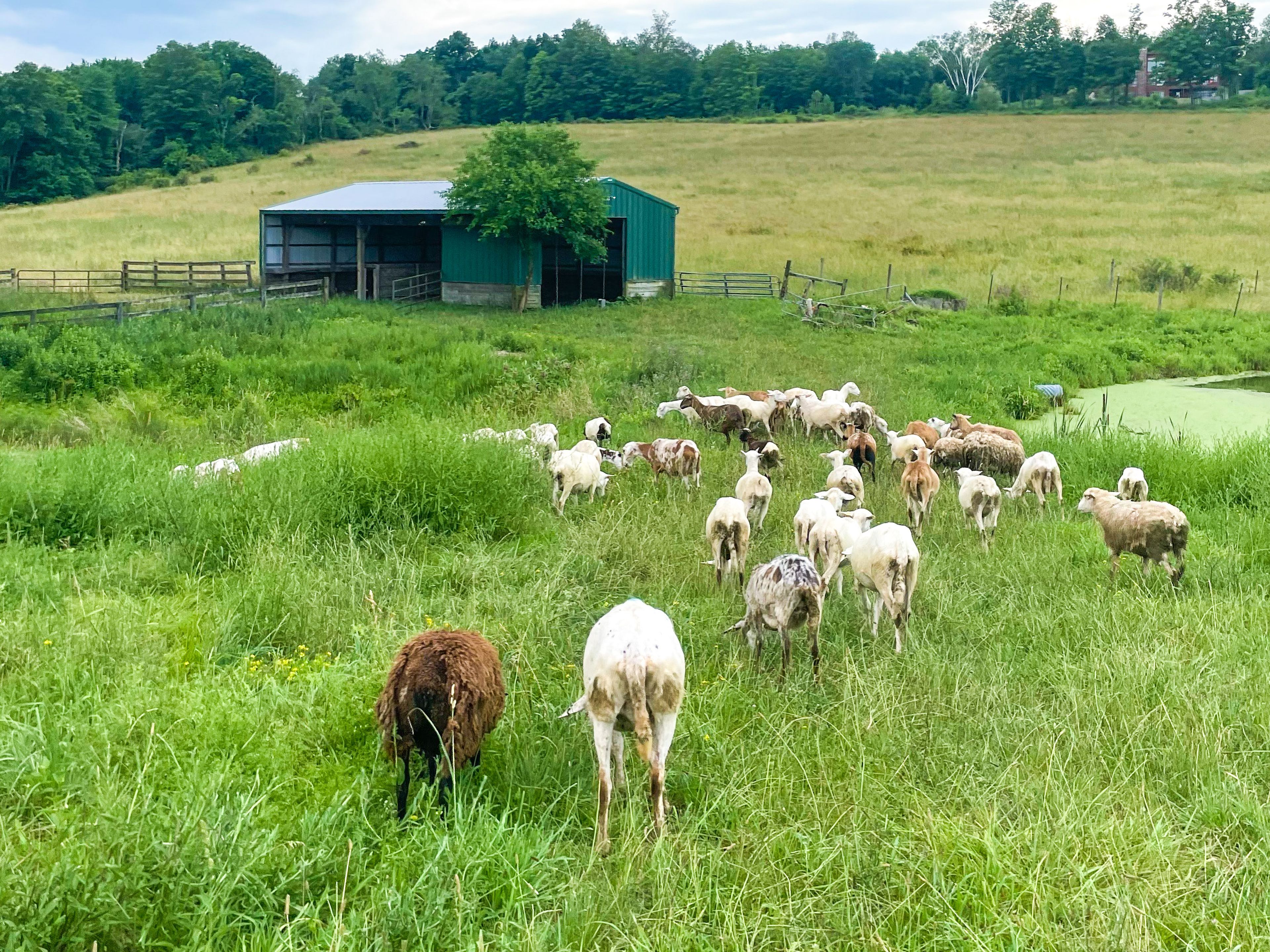 Farm Animals On-Site