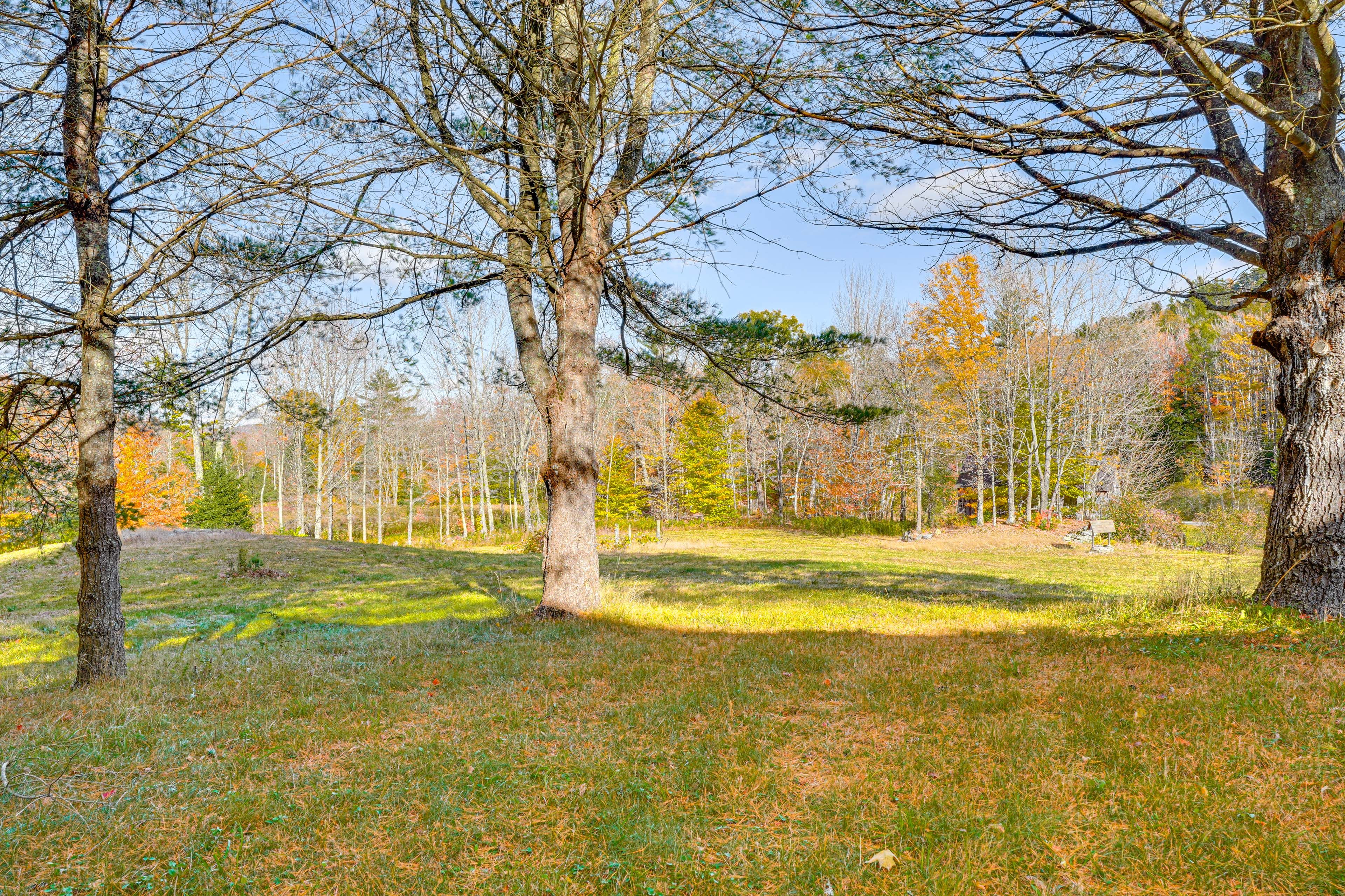 Wooded Yard