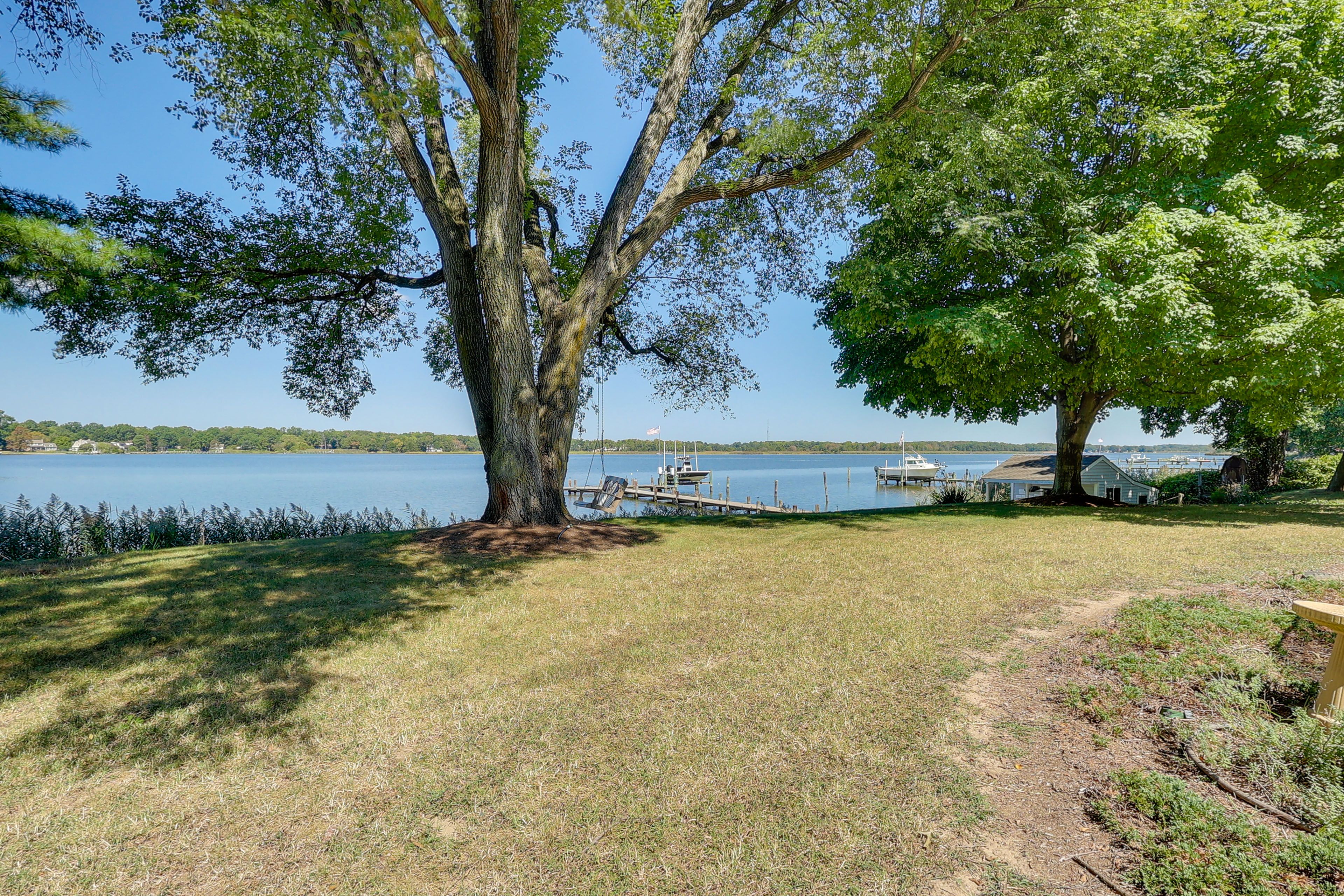 Large Yard | Tree Swing