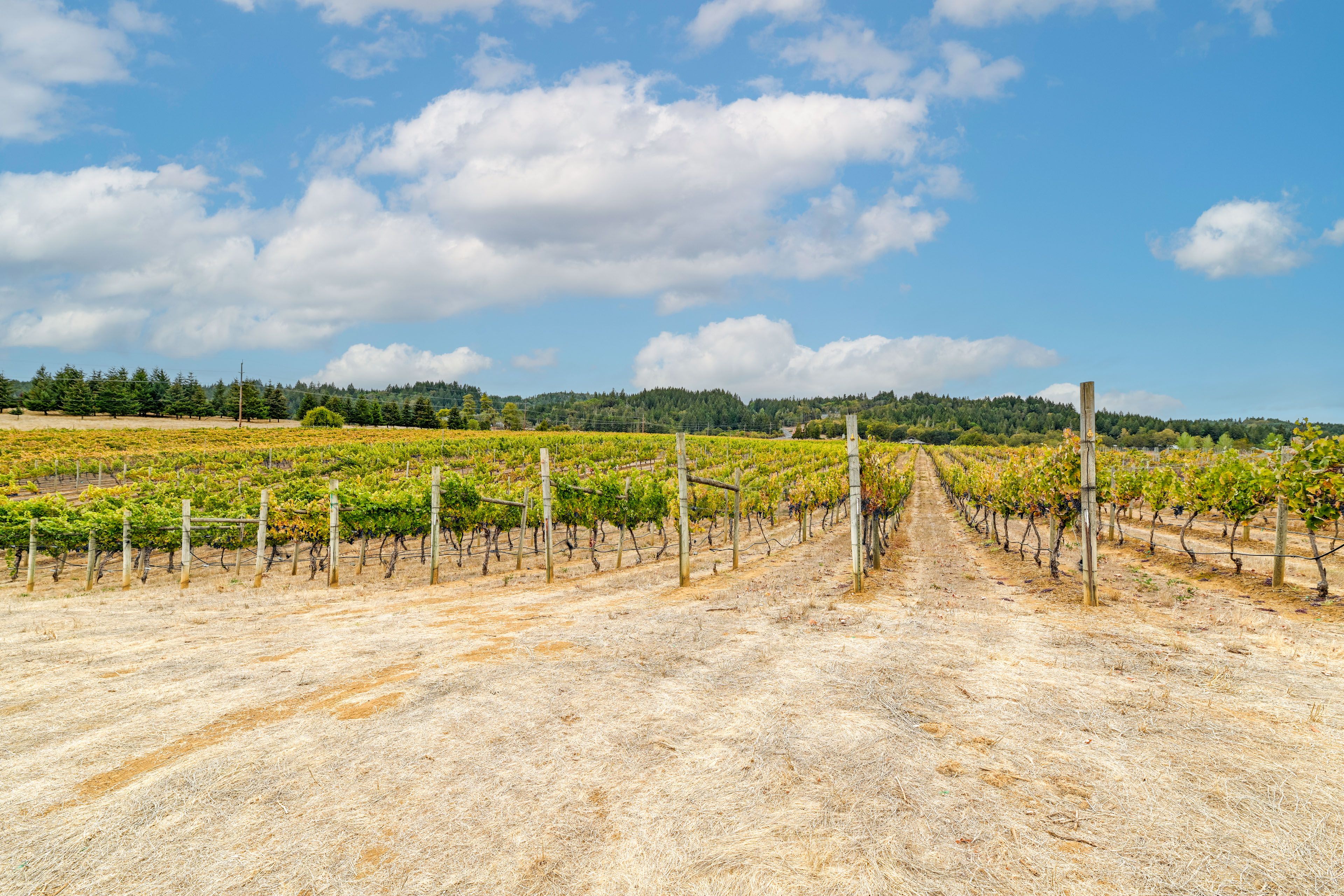 100-Acre Vineyard | Winery & Tasting Room On-Site