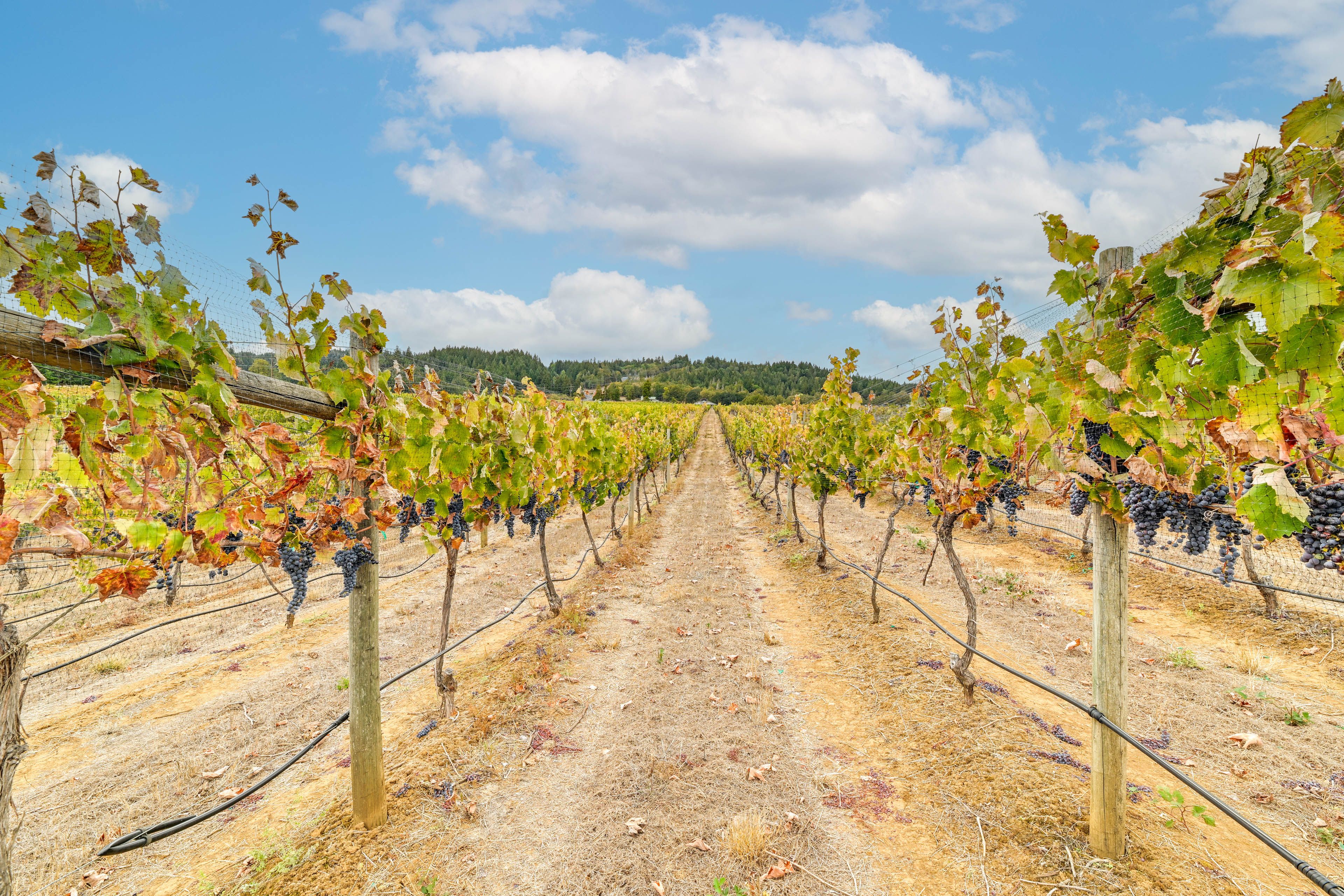 On-Site Vineyard