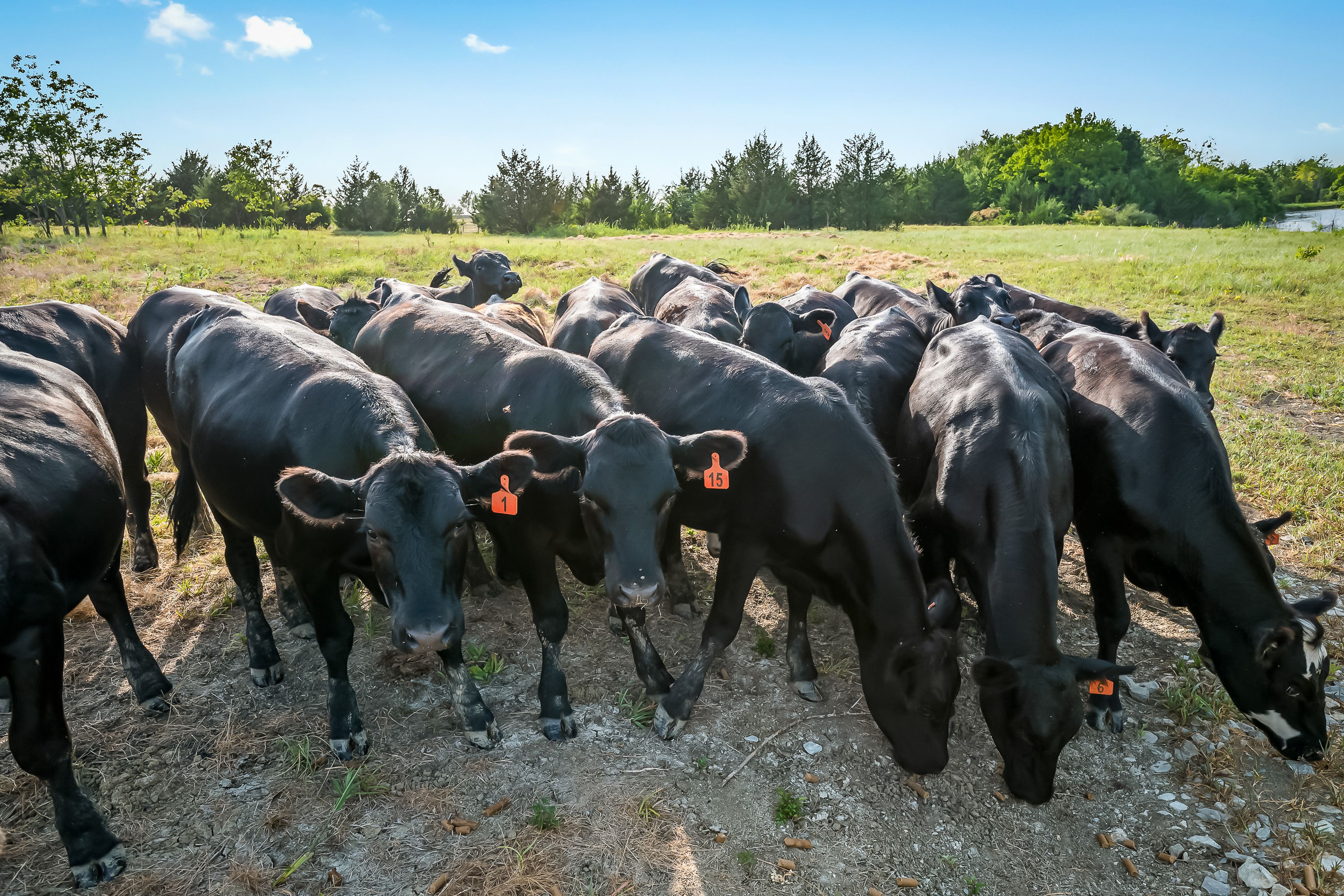 Cattle On-Site