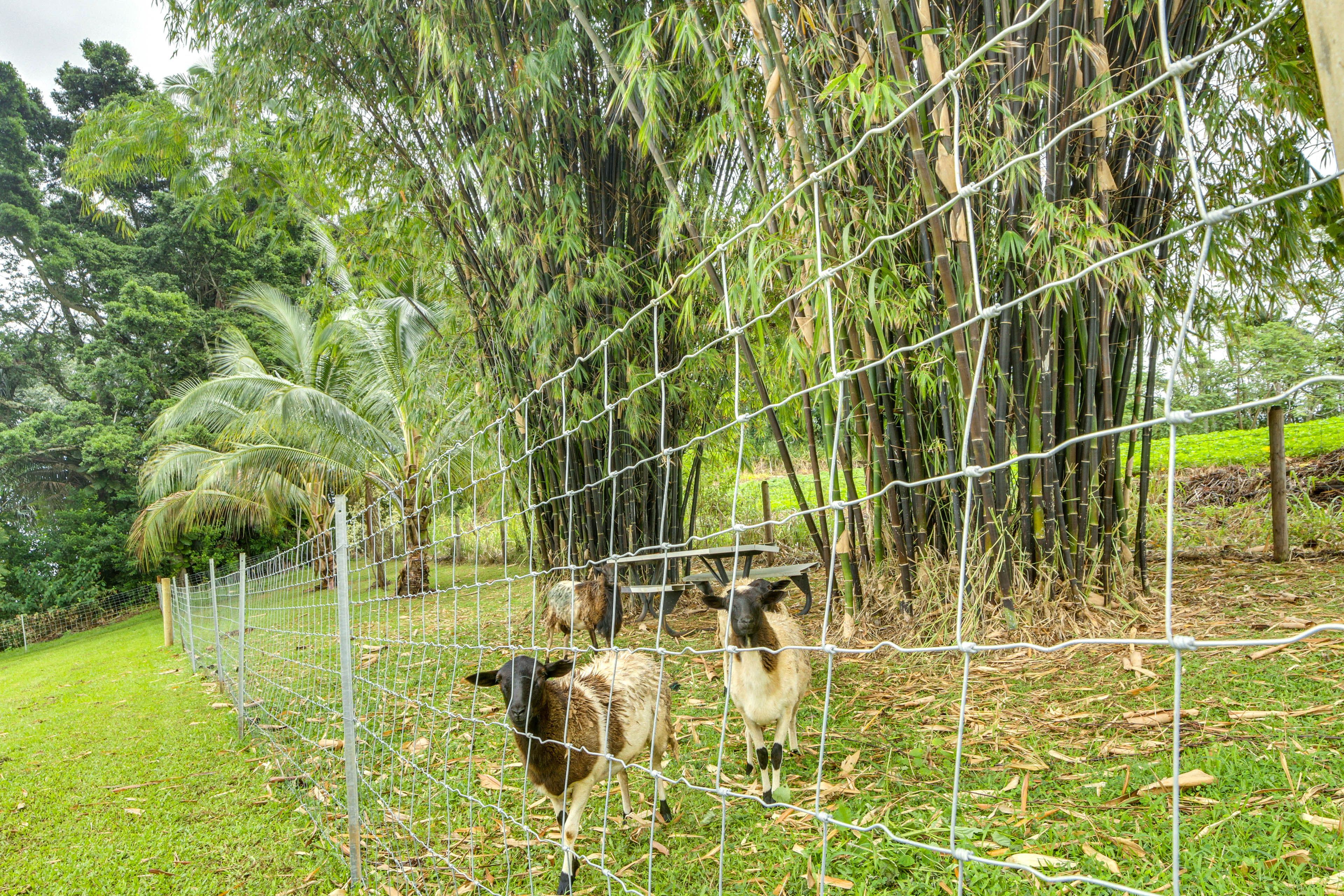 Sheep Enclosure