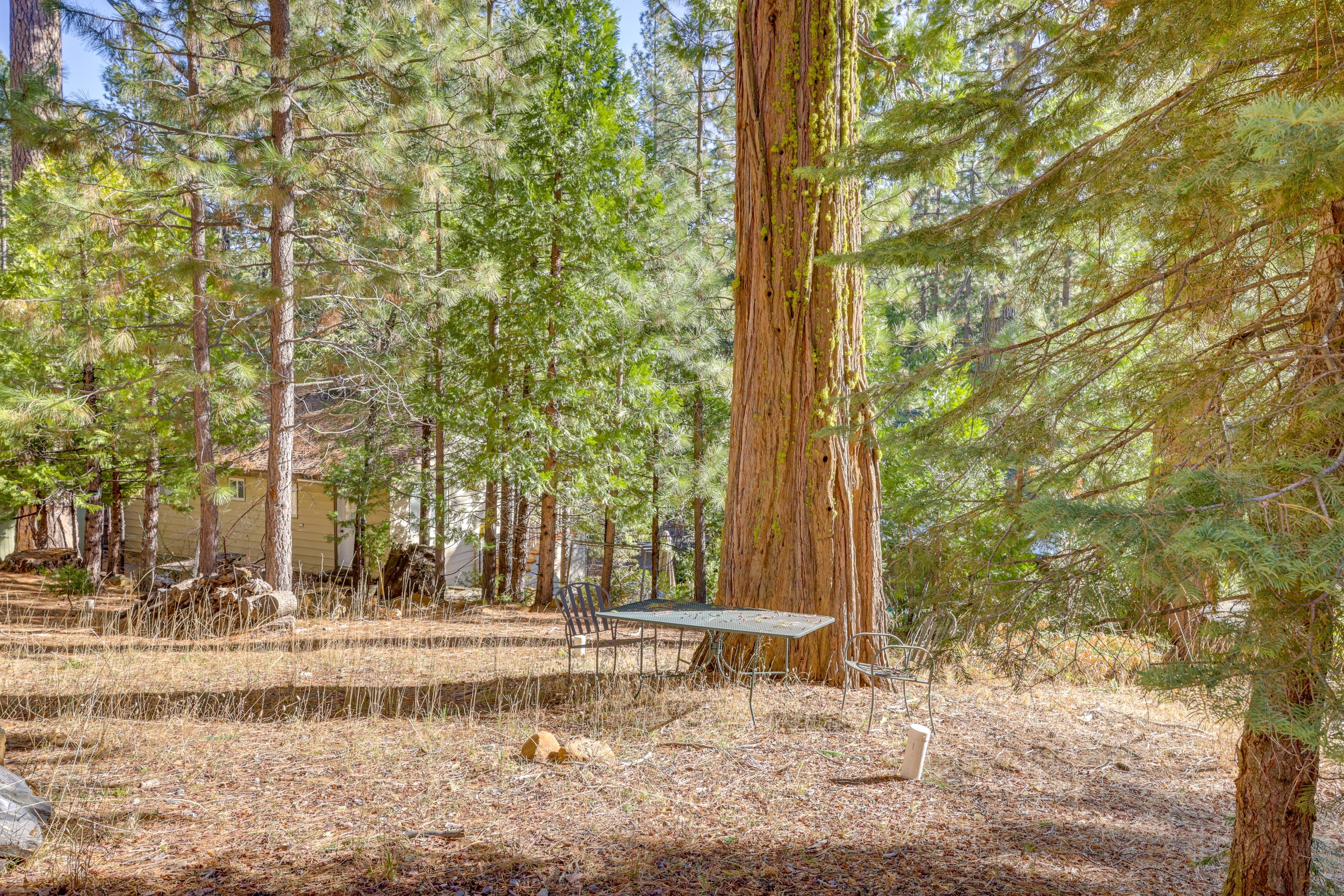Forested Surroundings