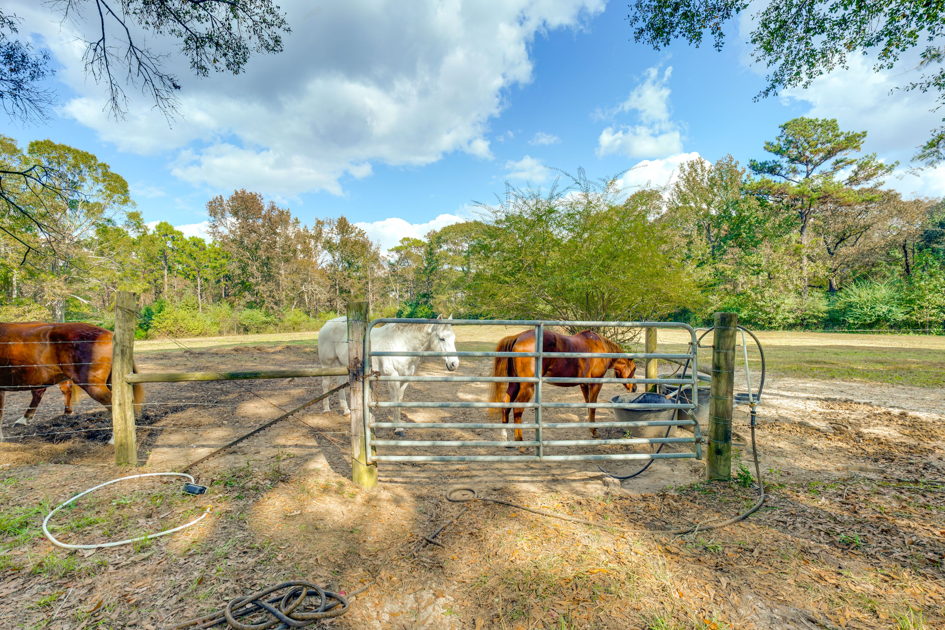 Pasture Views