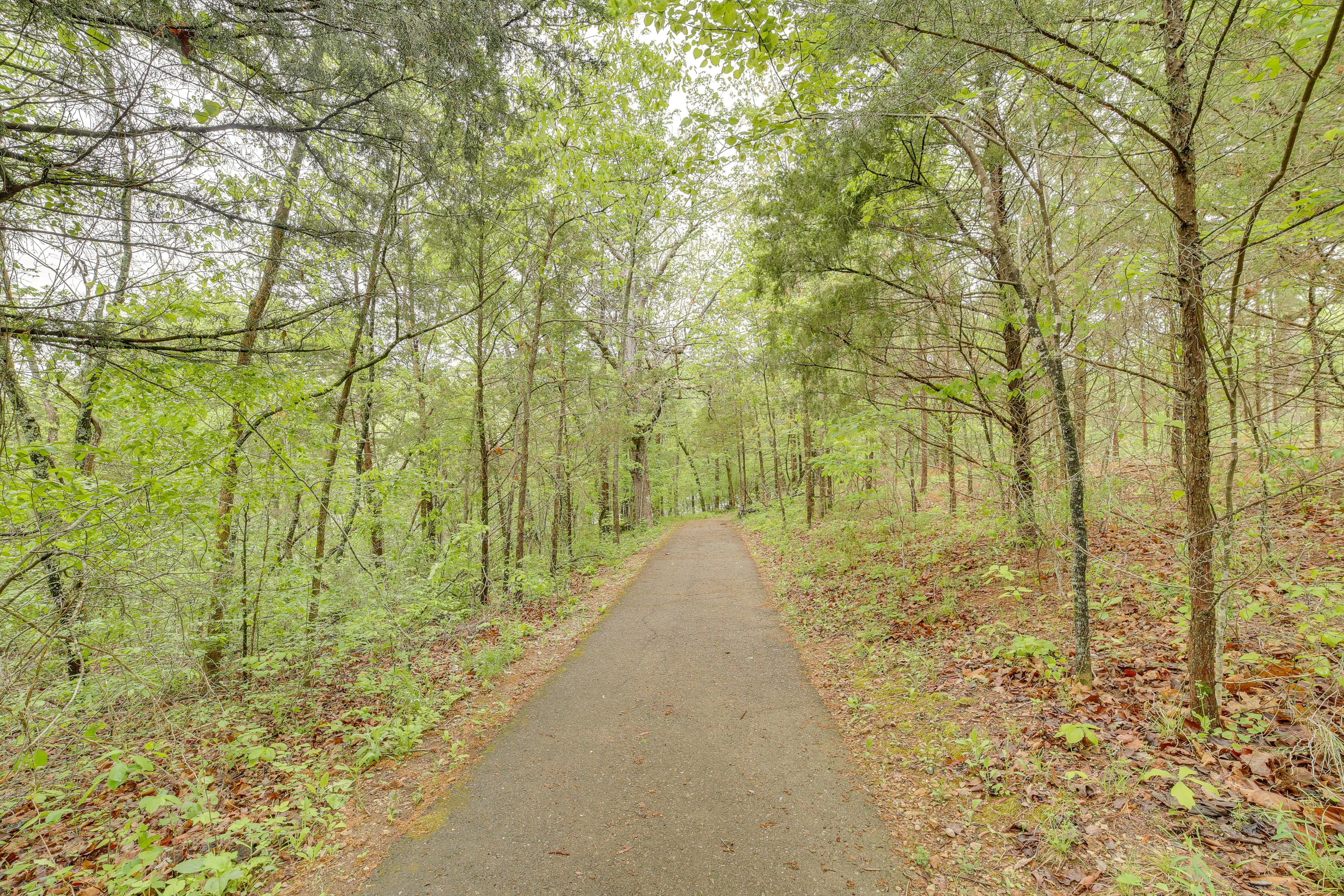 Wooded trail just steps from the cabin
