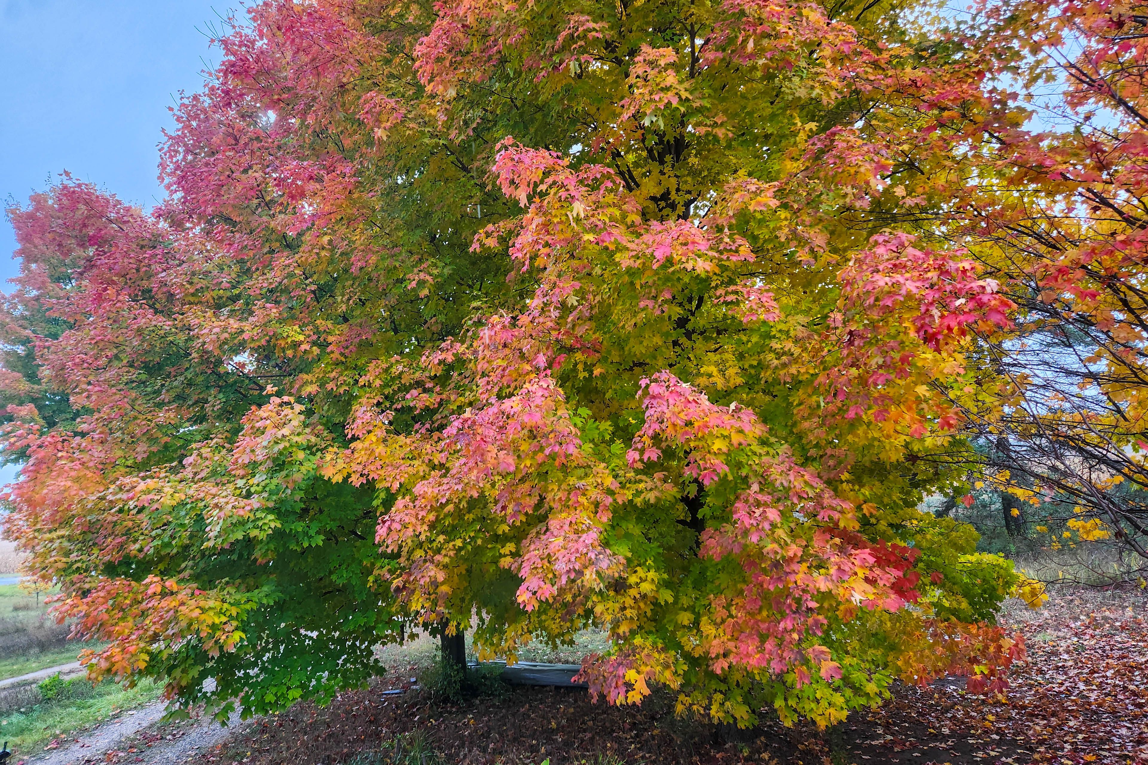 View from Living Room Window