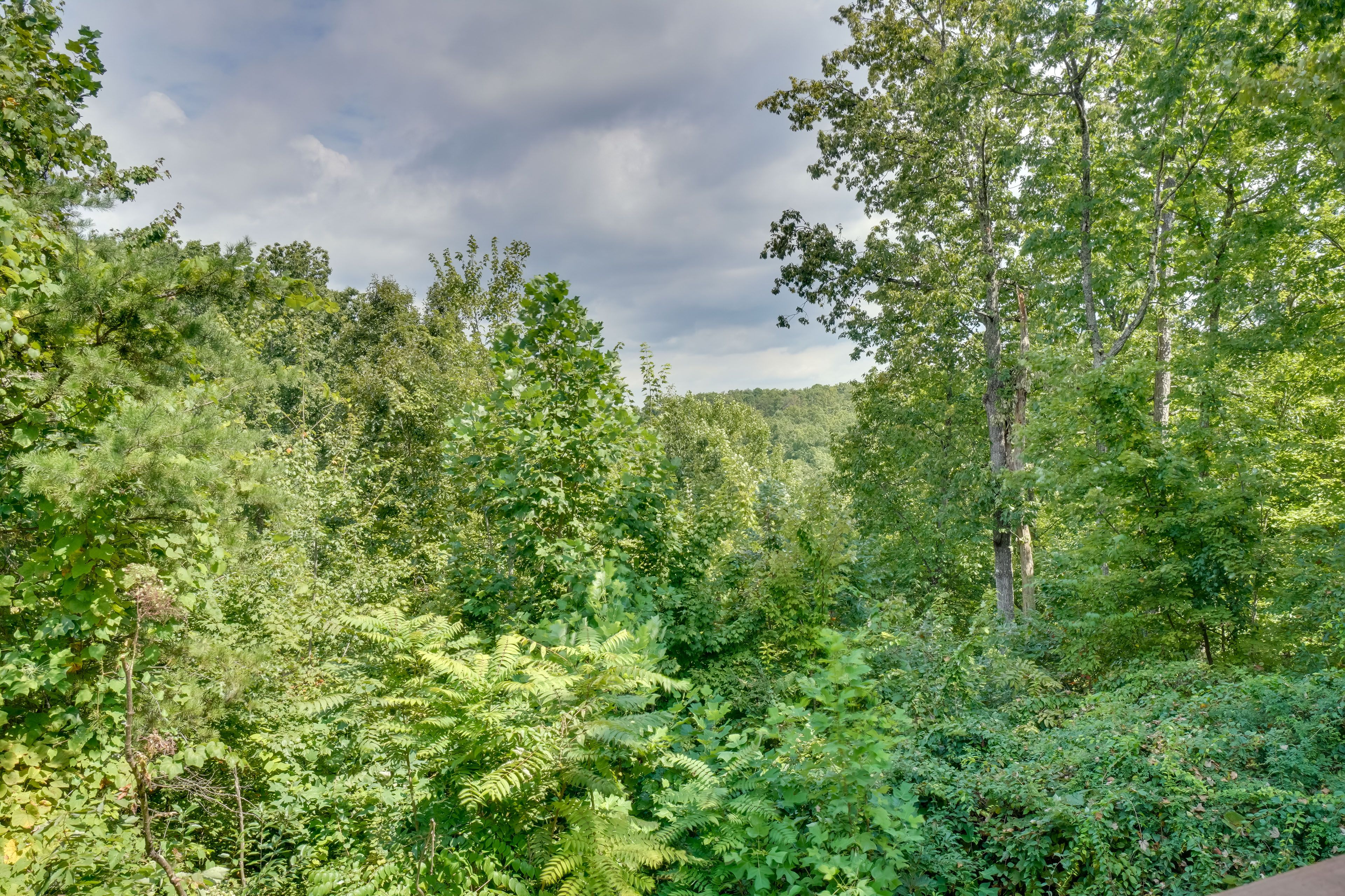 Forest Views