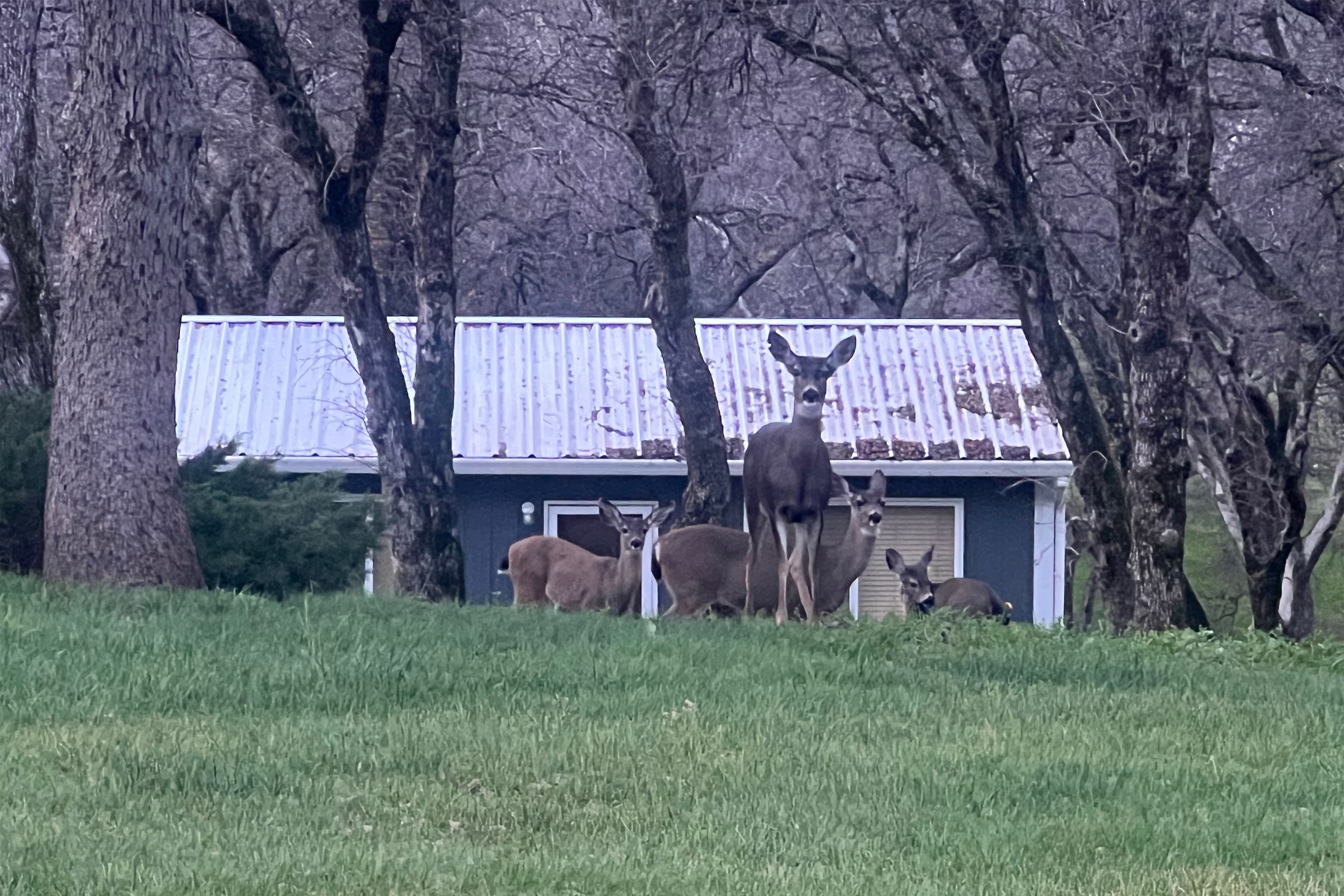Frequent Deer Sightings