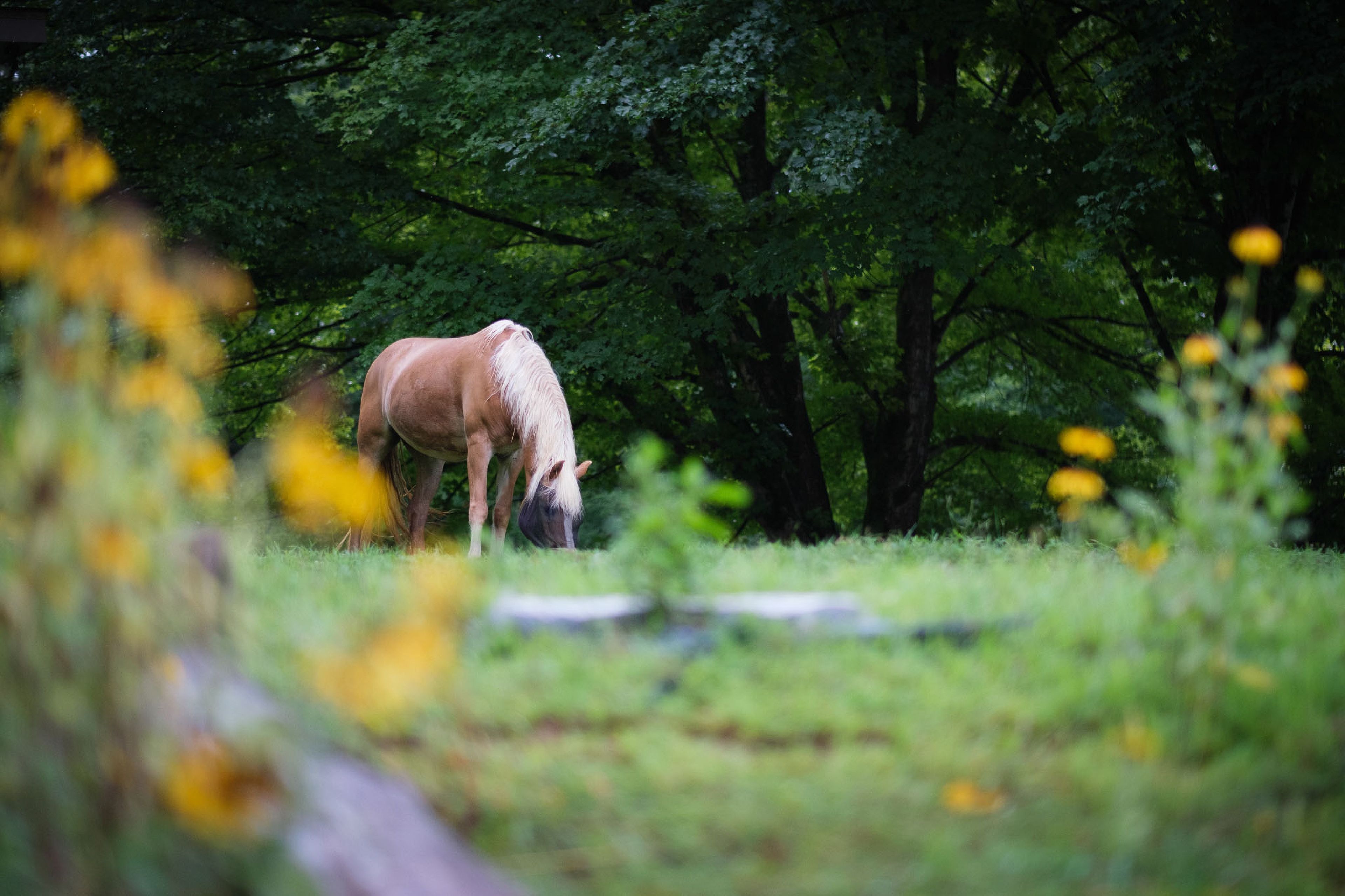Farm Animals On-Site