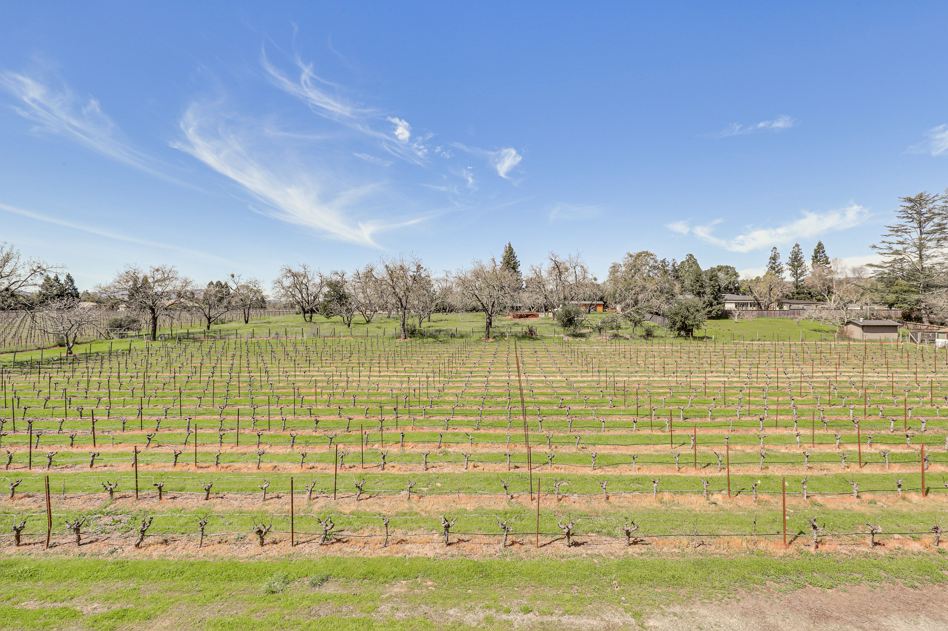 7-Acre Vineyard On-Site