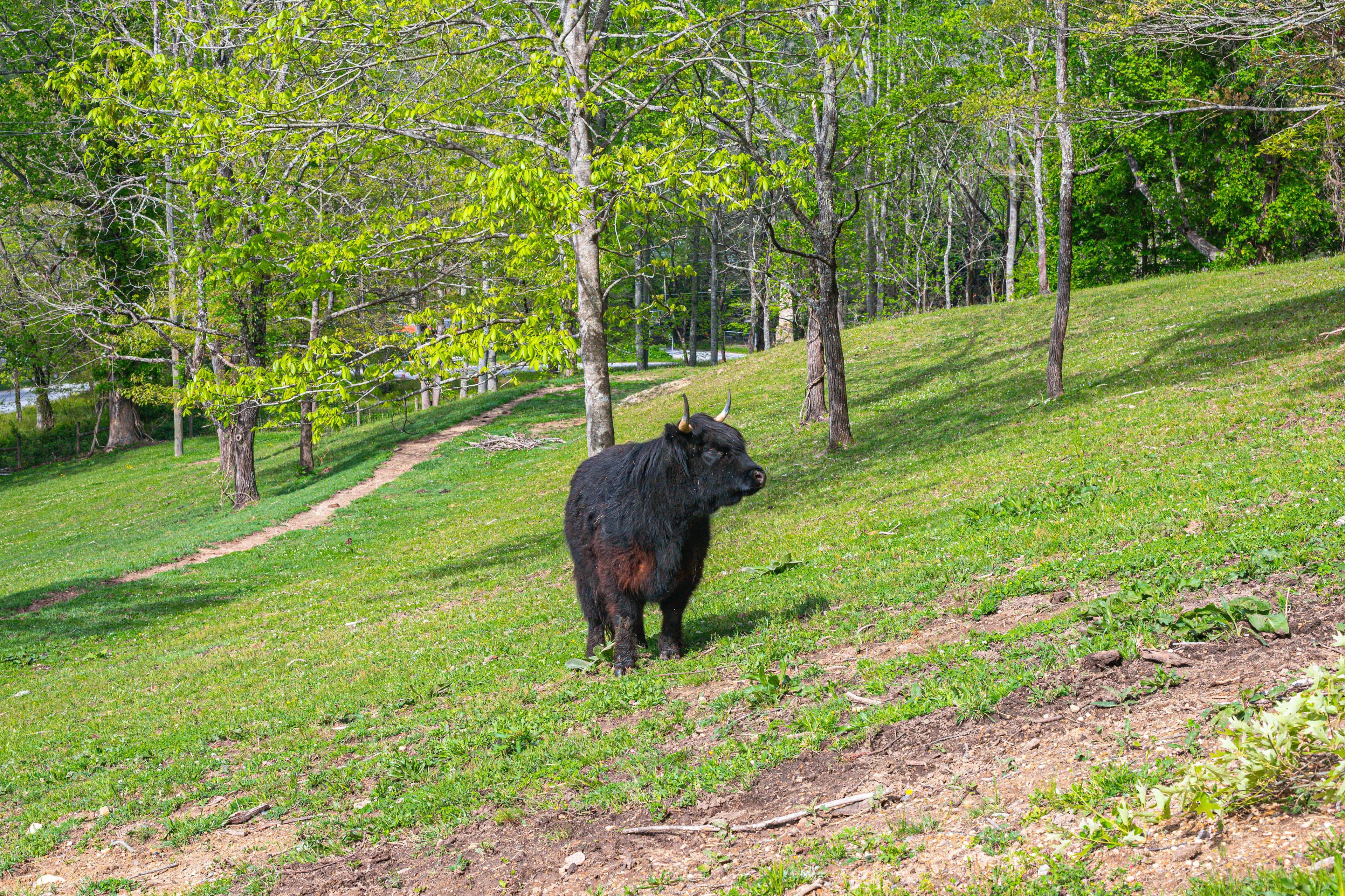 Farm Animals On-Site