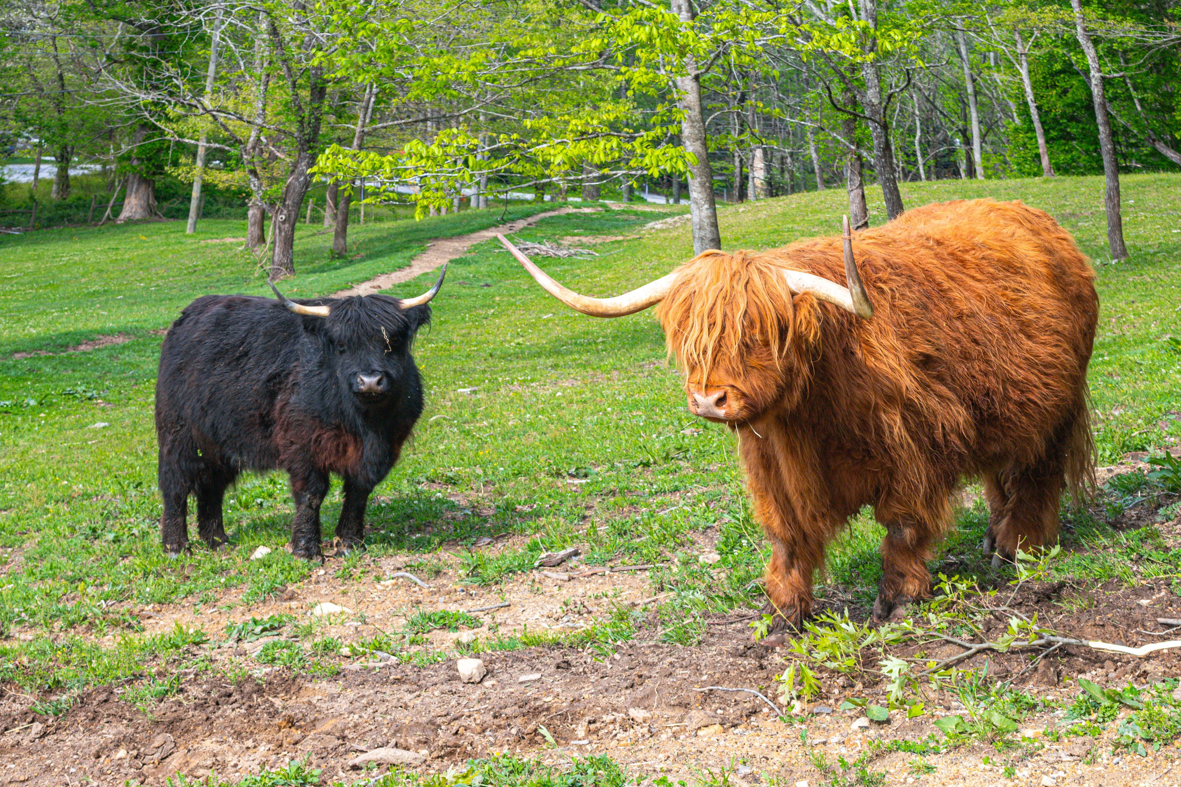 Farm On-Site | Highland Cattle