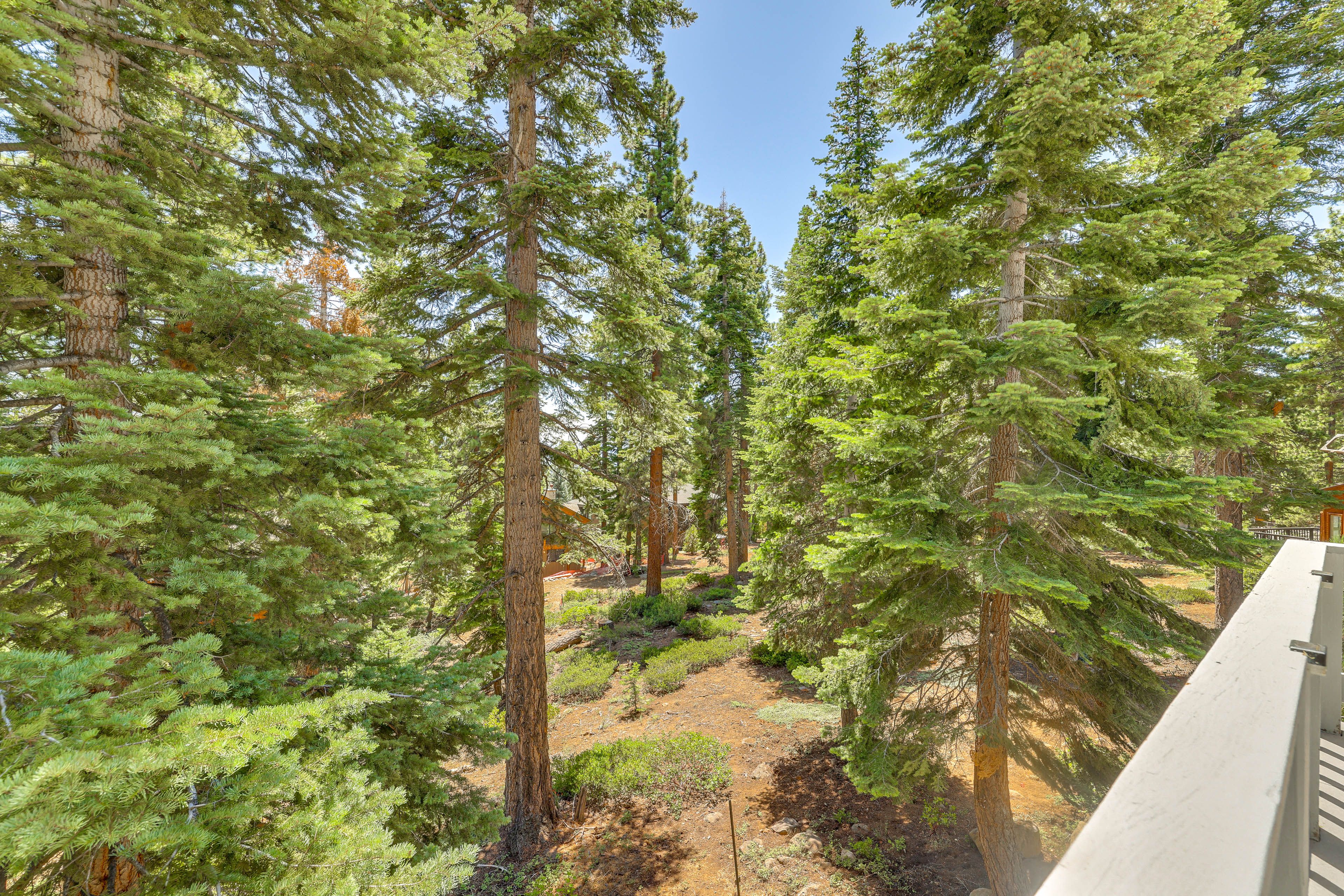 Forested Views