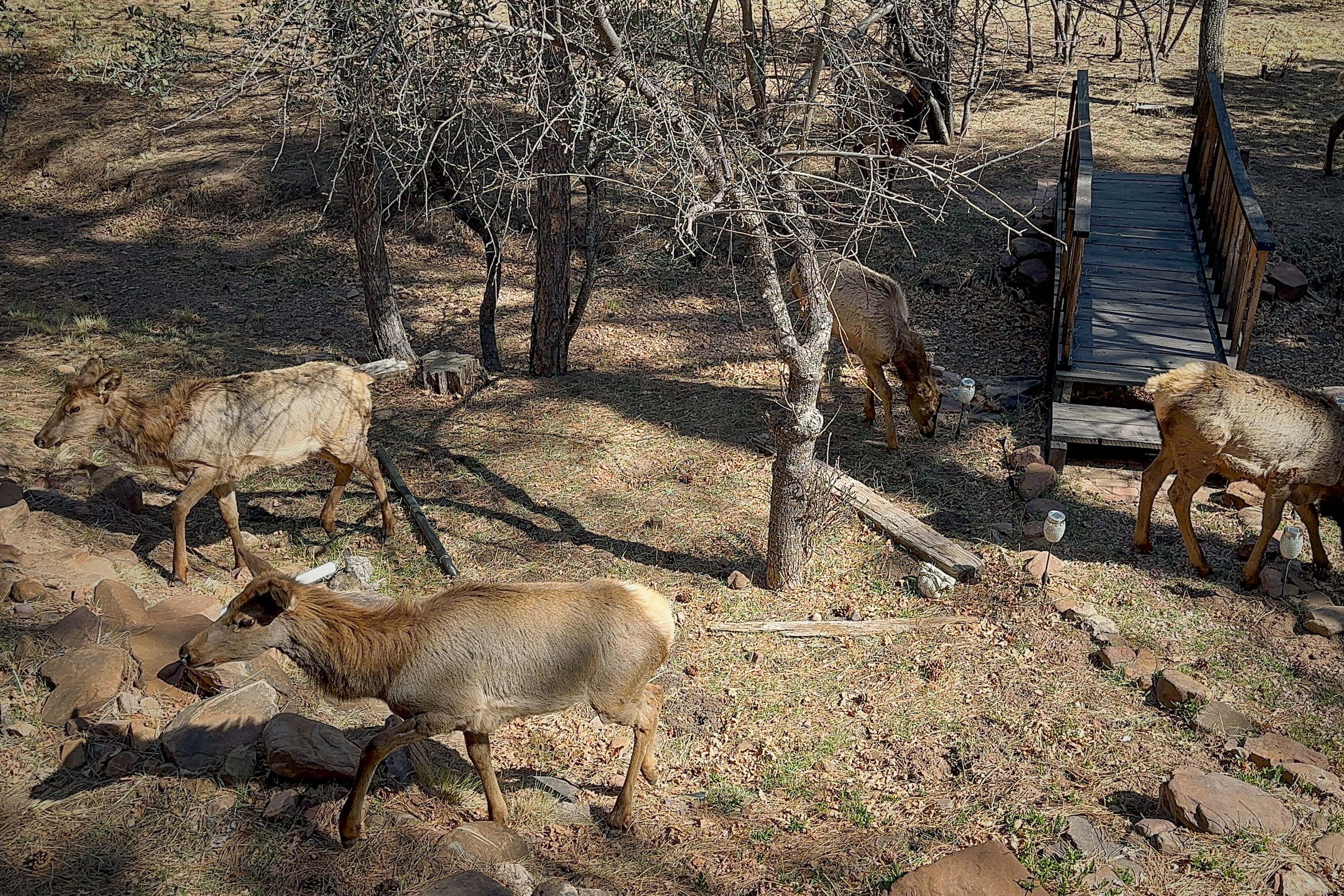 Local Wildlife Viewing