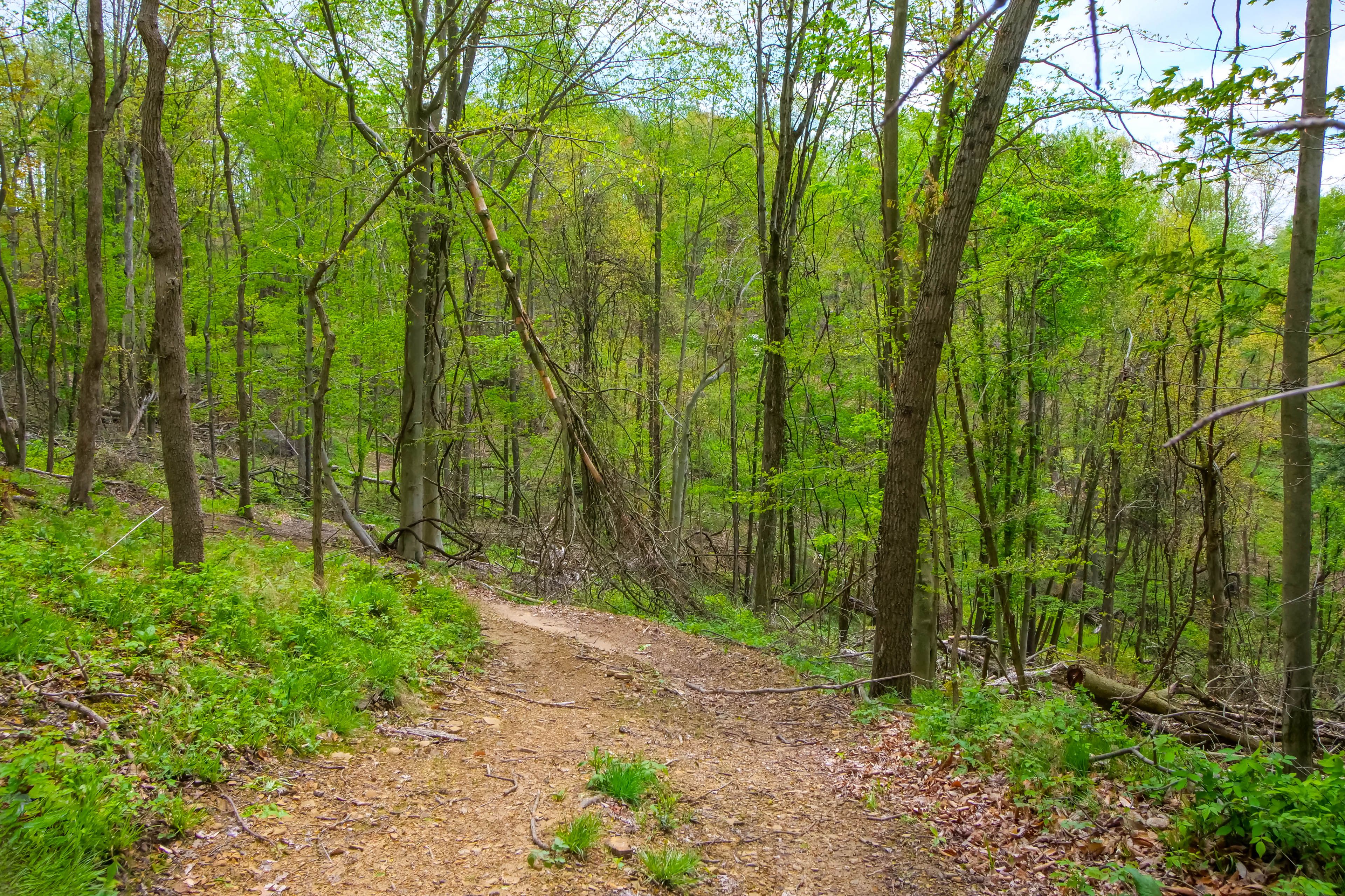 On-Site Trails