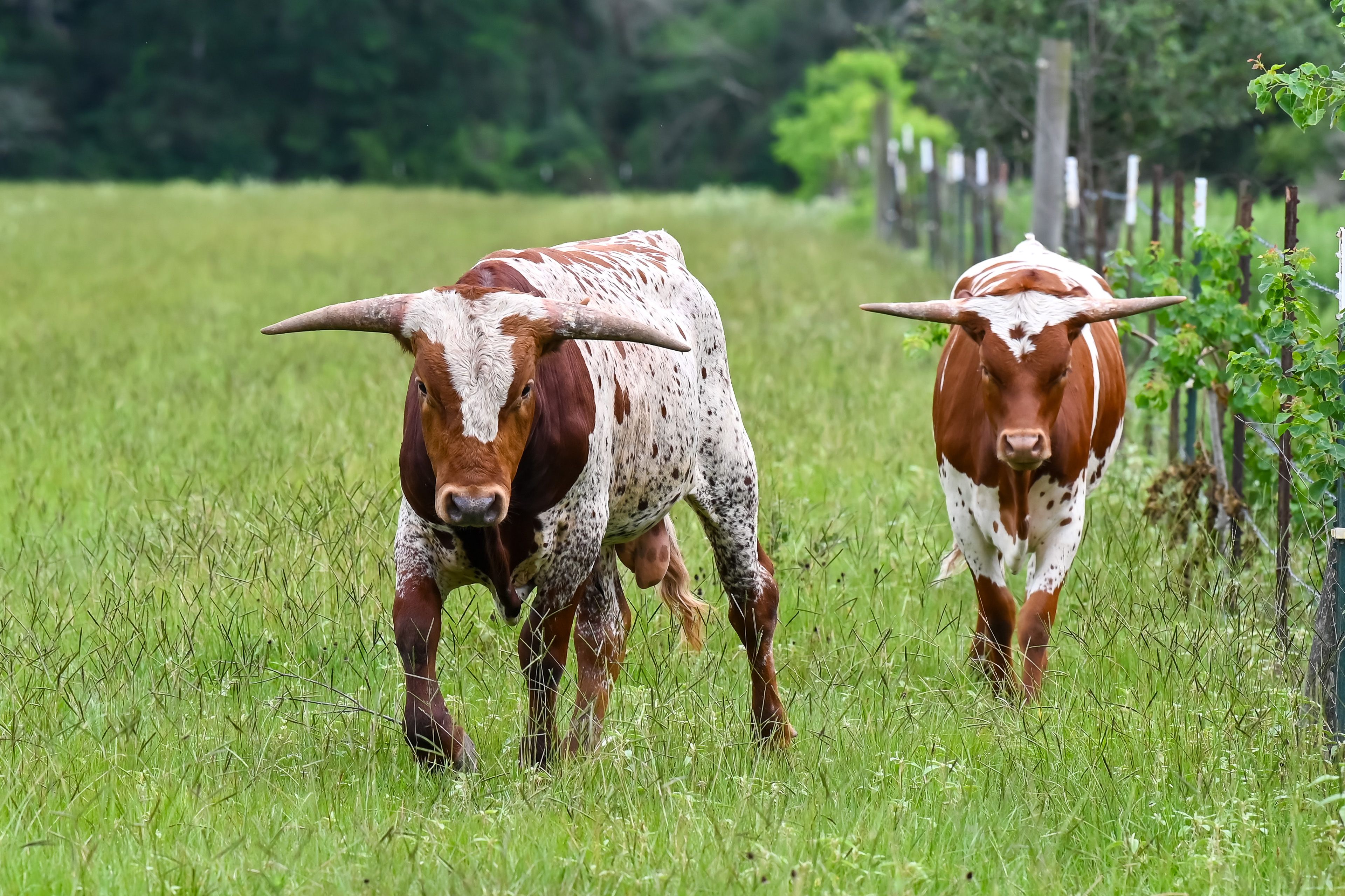 Cows & Ducks On Property