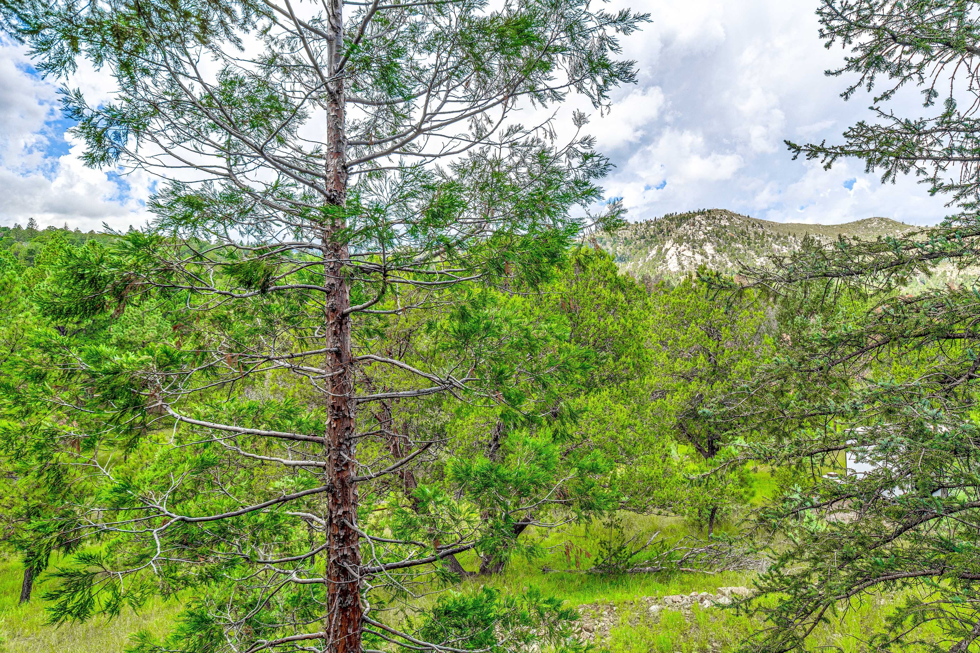 Mountain & Forest Views