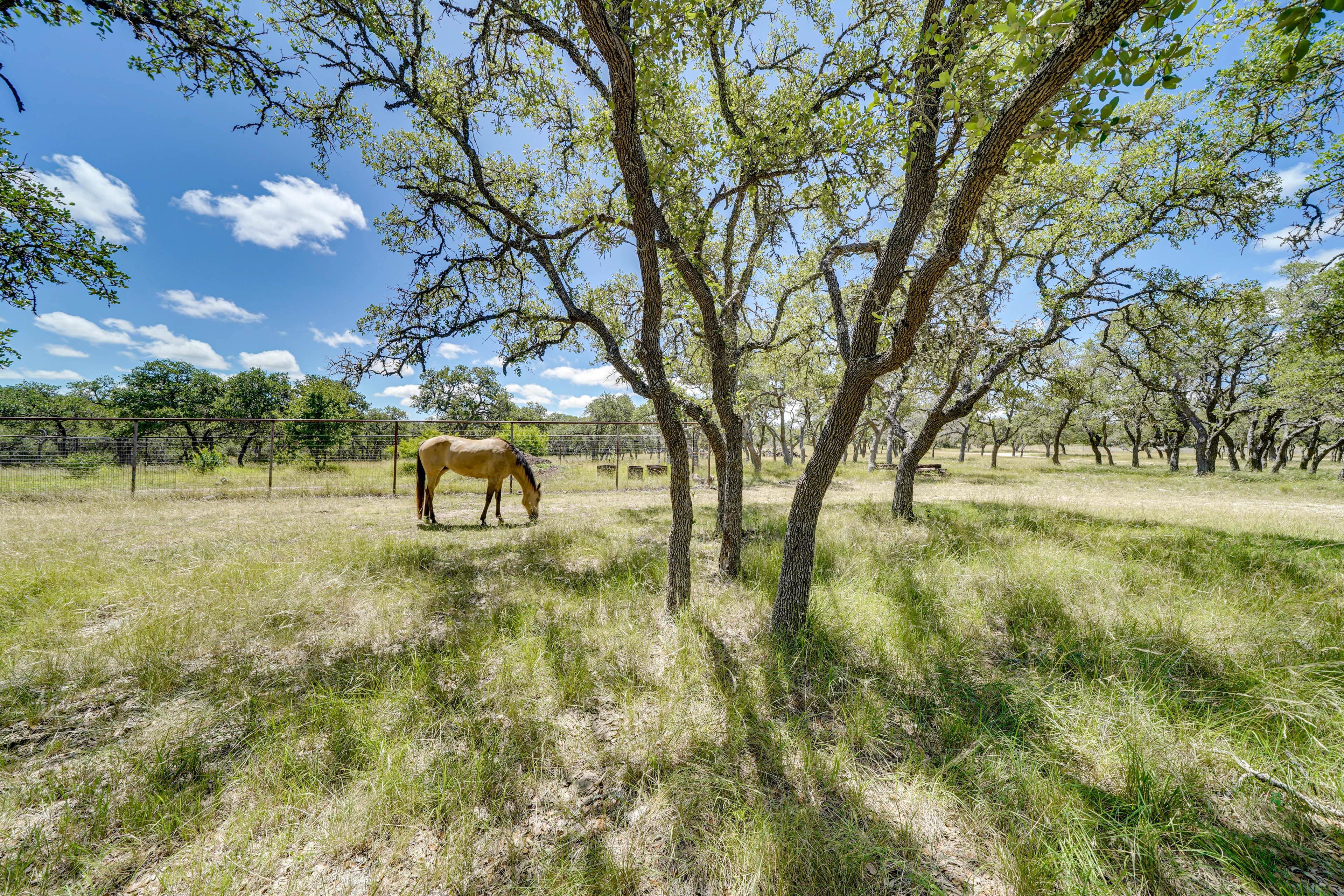 Surrounding Area | Farm Animals On-Site