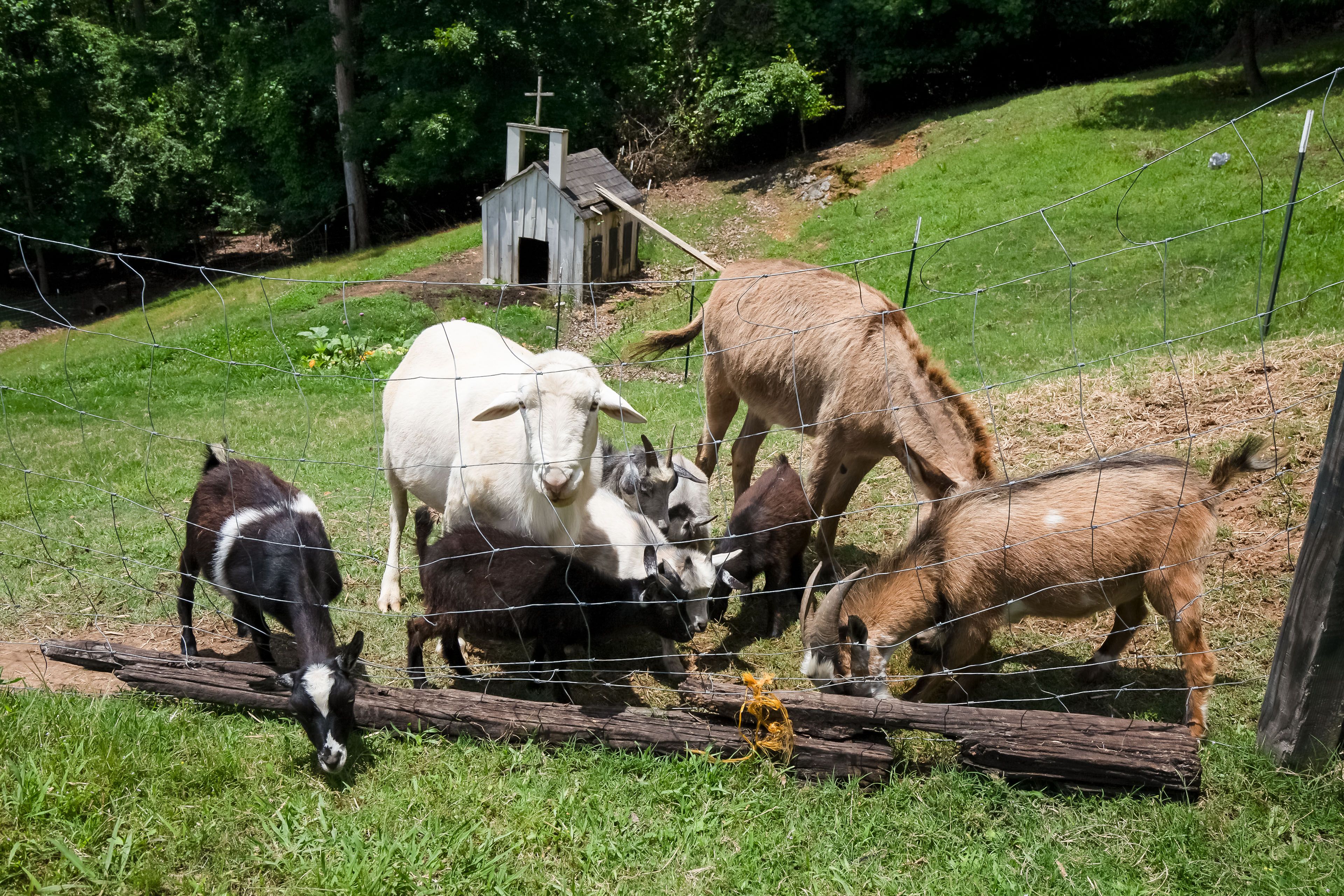 Animals On-Site