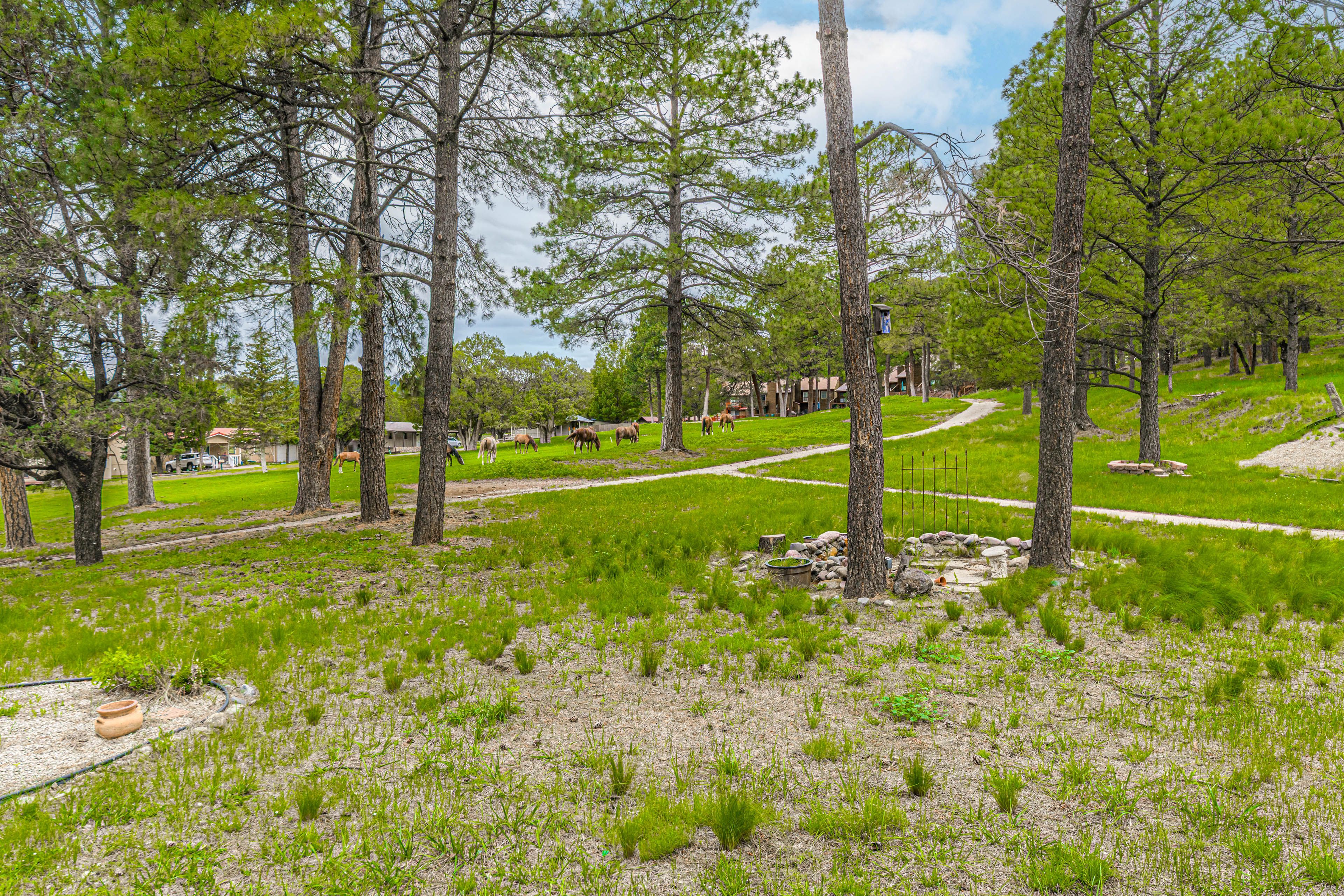 Wooded Location | Wild Horses Occasionally On-Site