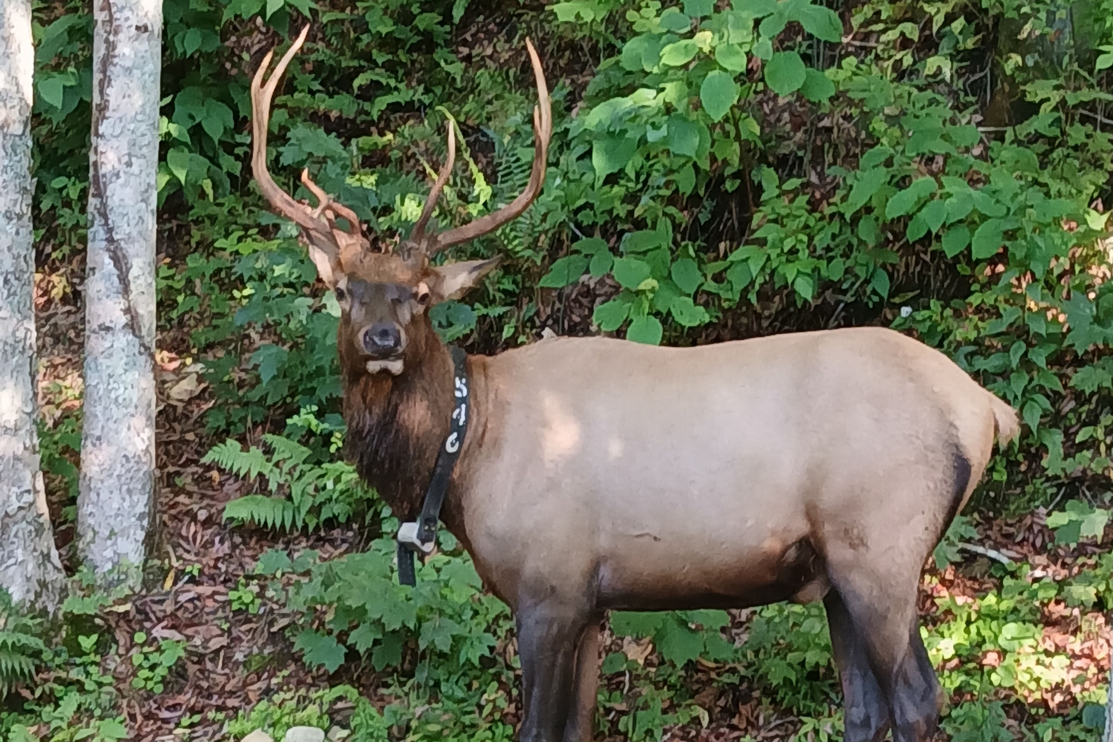 Elk Viewing On-Site