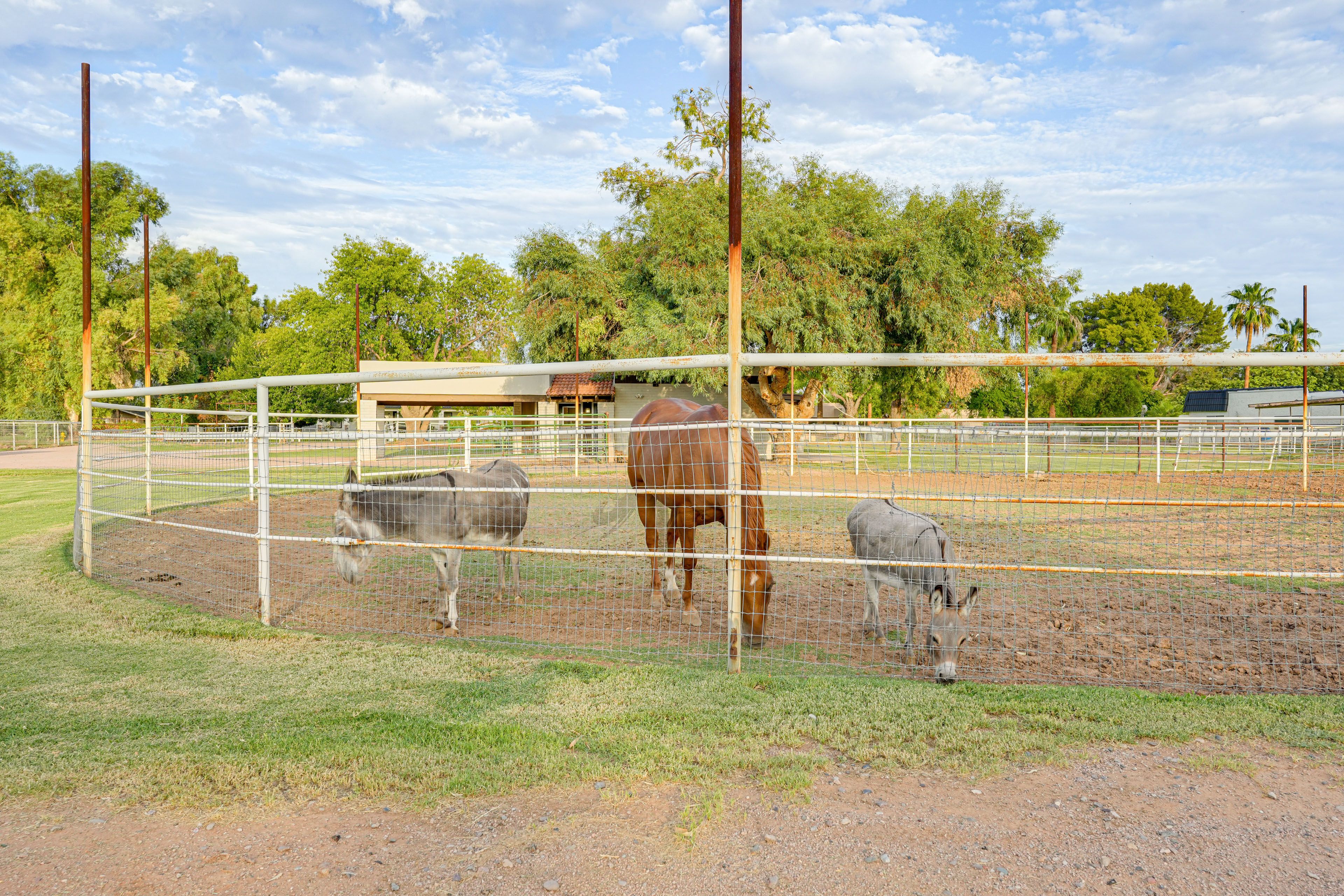 Stable On-Site | Horses, Donkeys & Goats | Horse Boarding Available (w/ Fee)