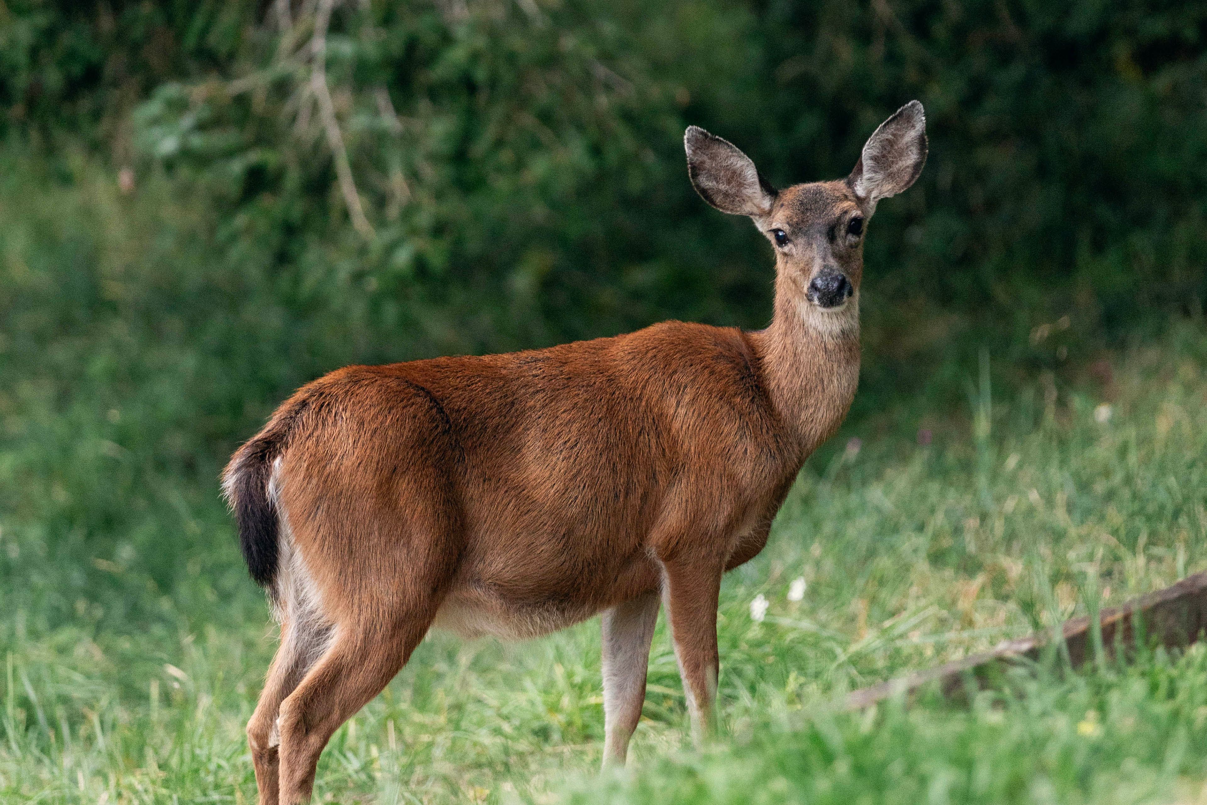 Wildlife Viewing On-Site
