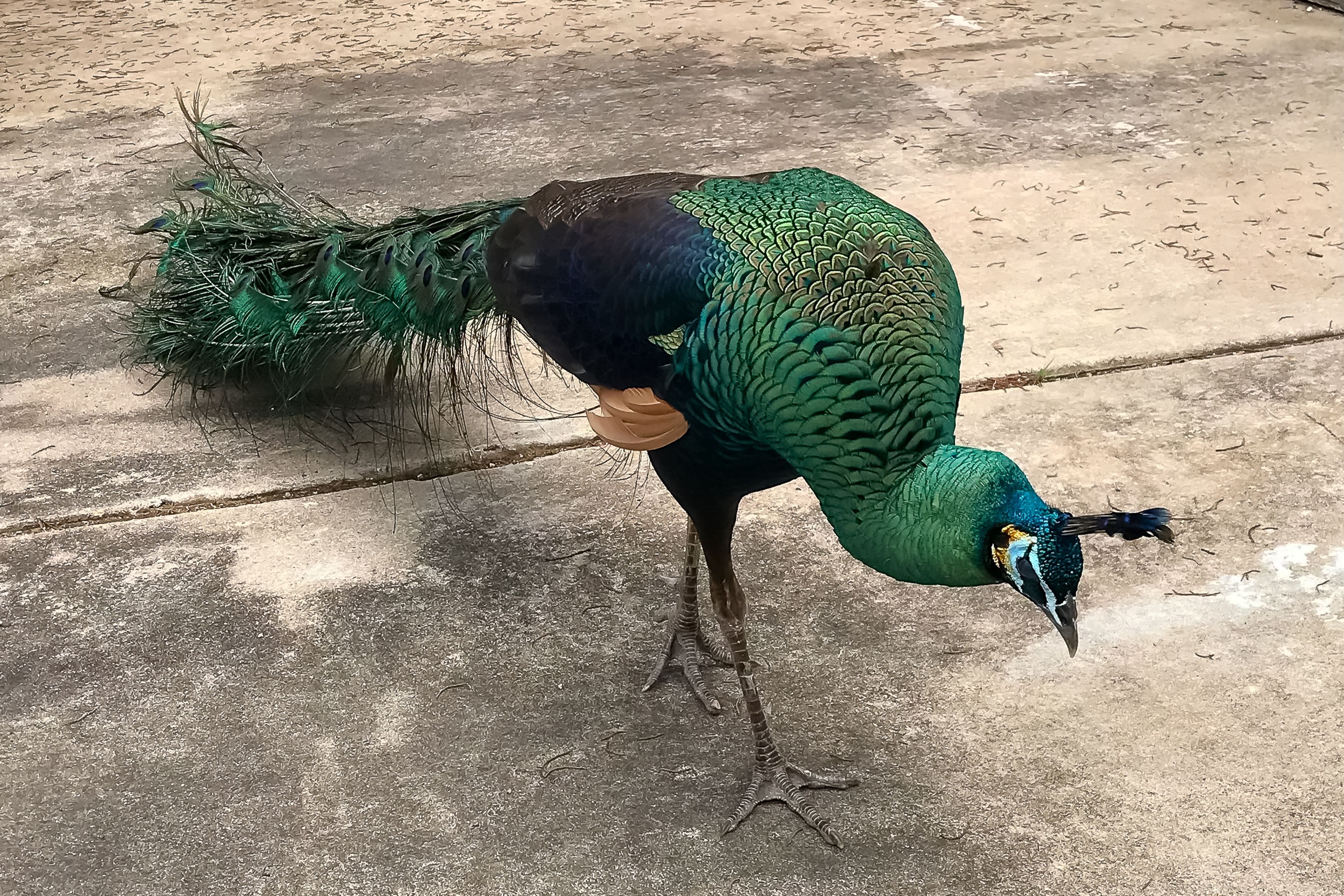 Watch Peacock & Semi-Wild Deer On-Site