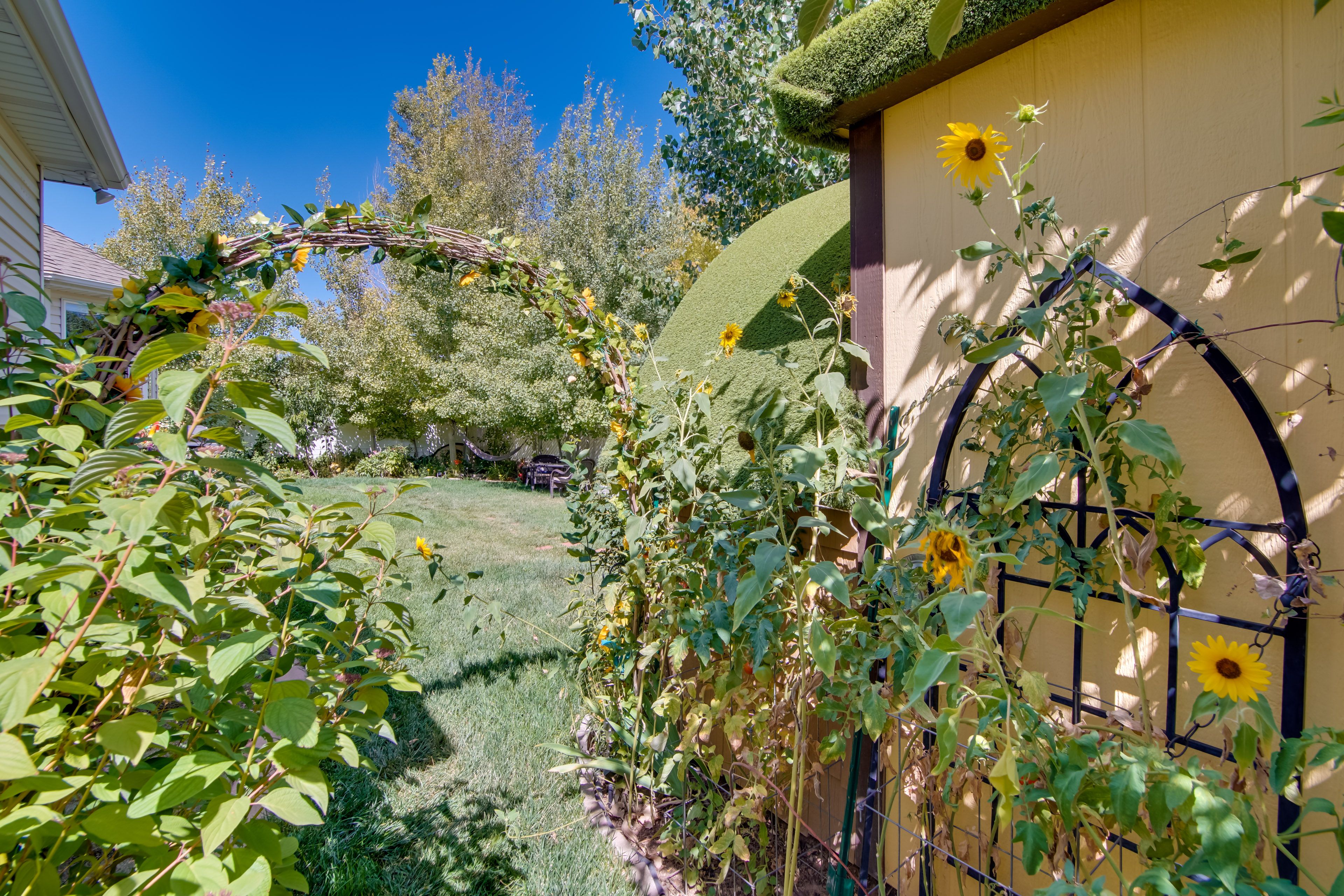 Shared Backyard