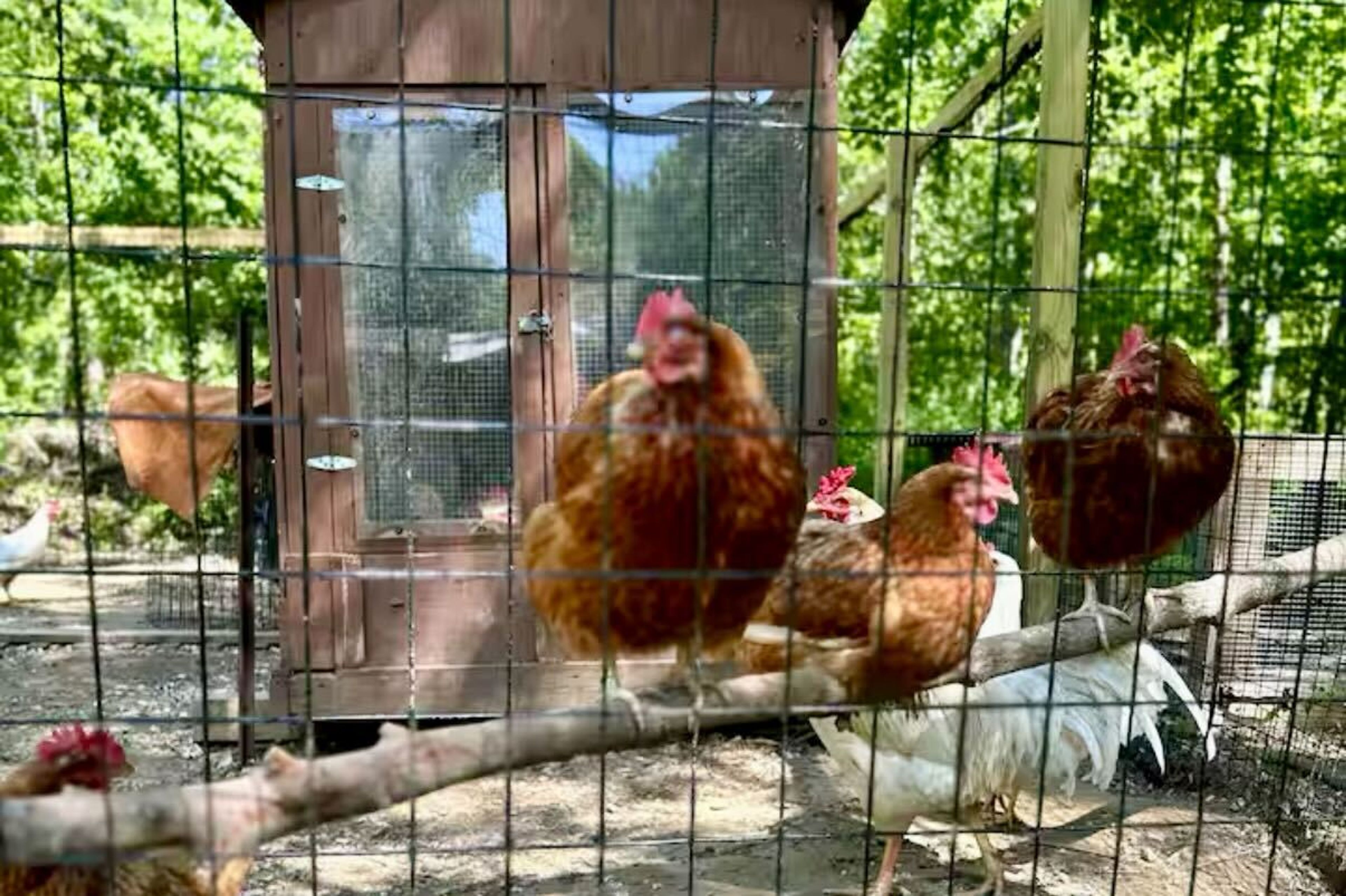 Chicken Coop
