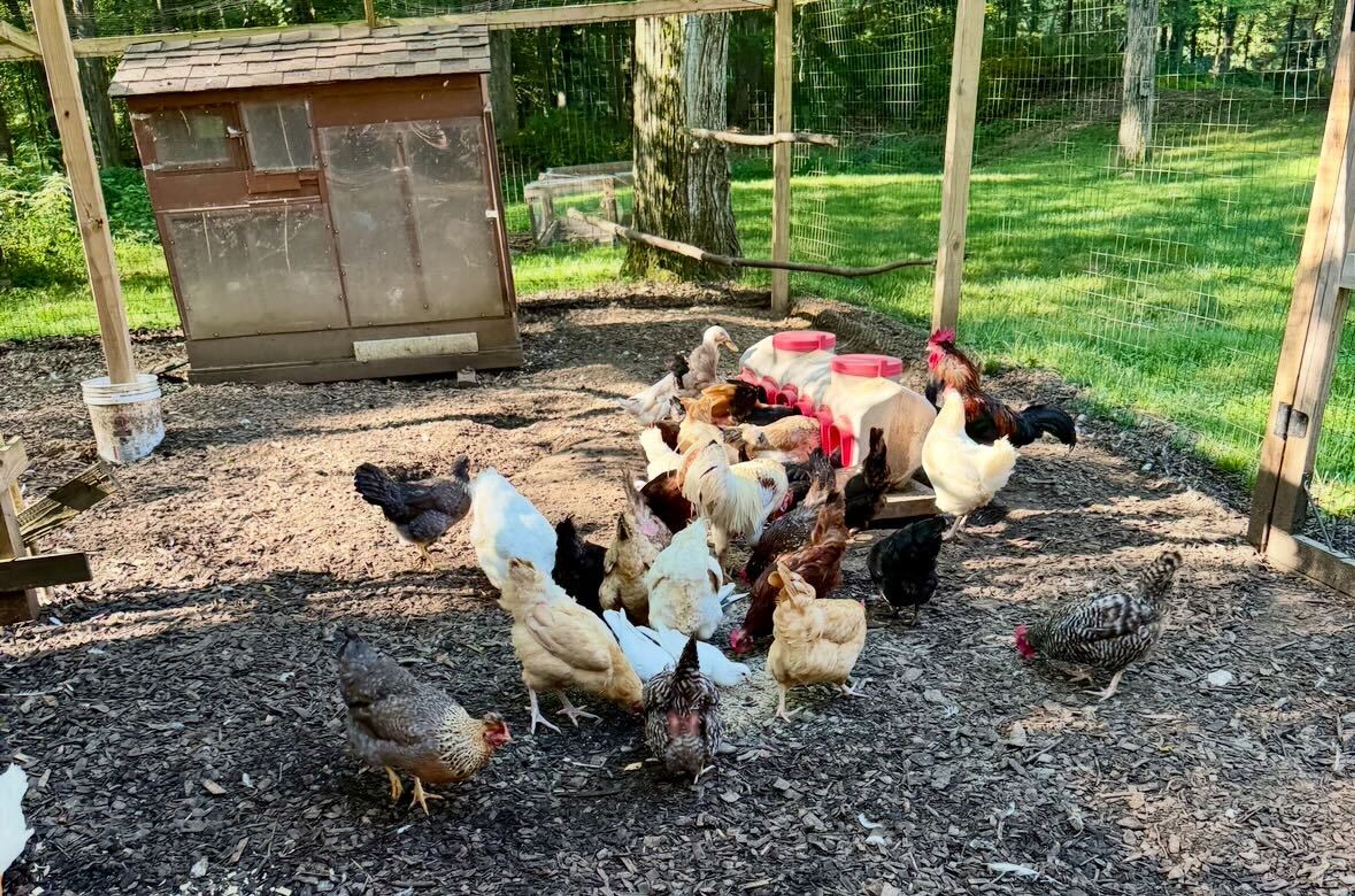 Chicken Coop | Fresh Eggs Available