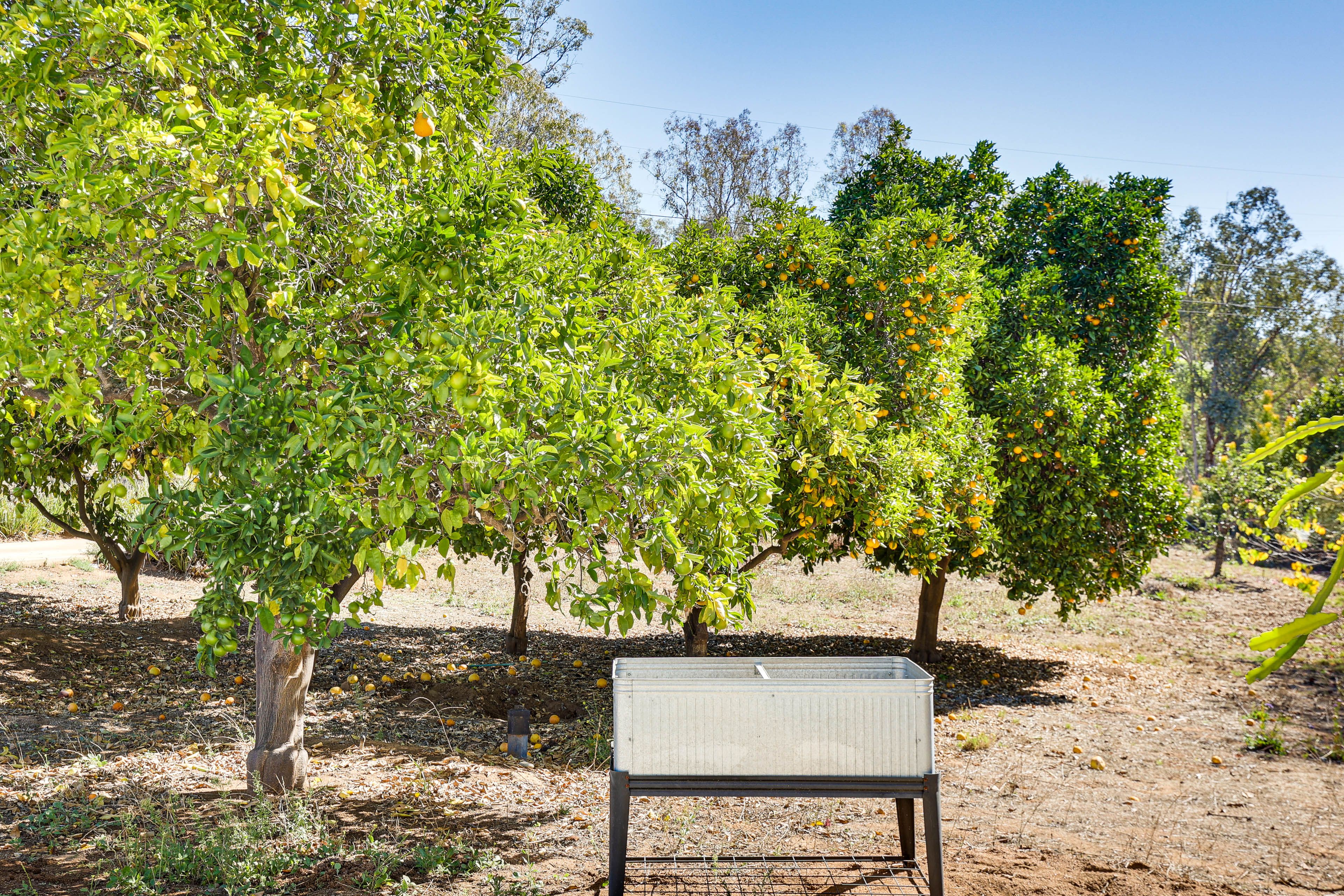 House Exterior | Fruit Trees | Private Yard