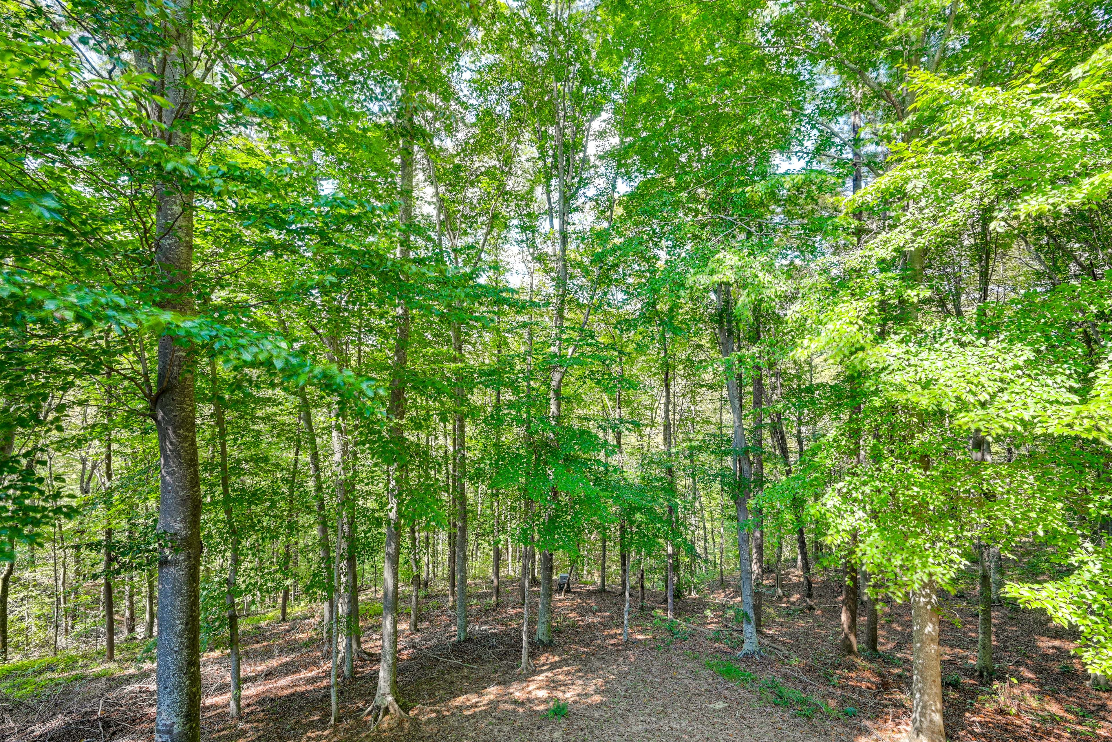 Forest Views