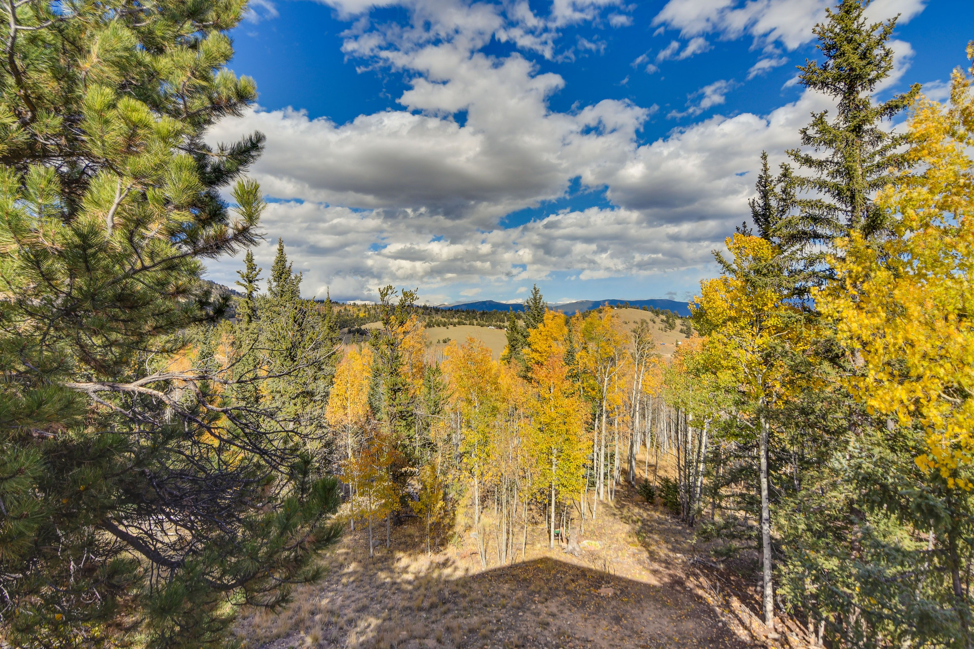 Mountain & Forest Views