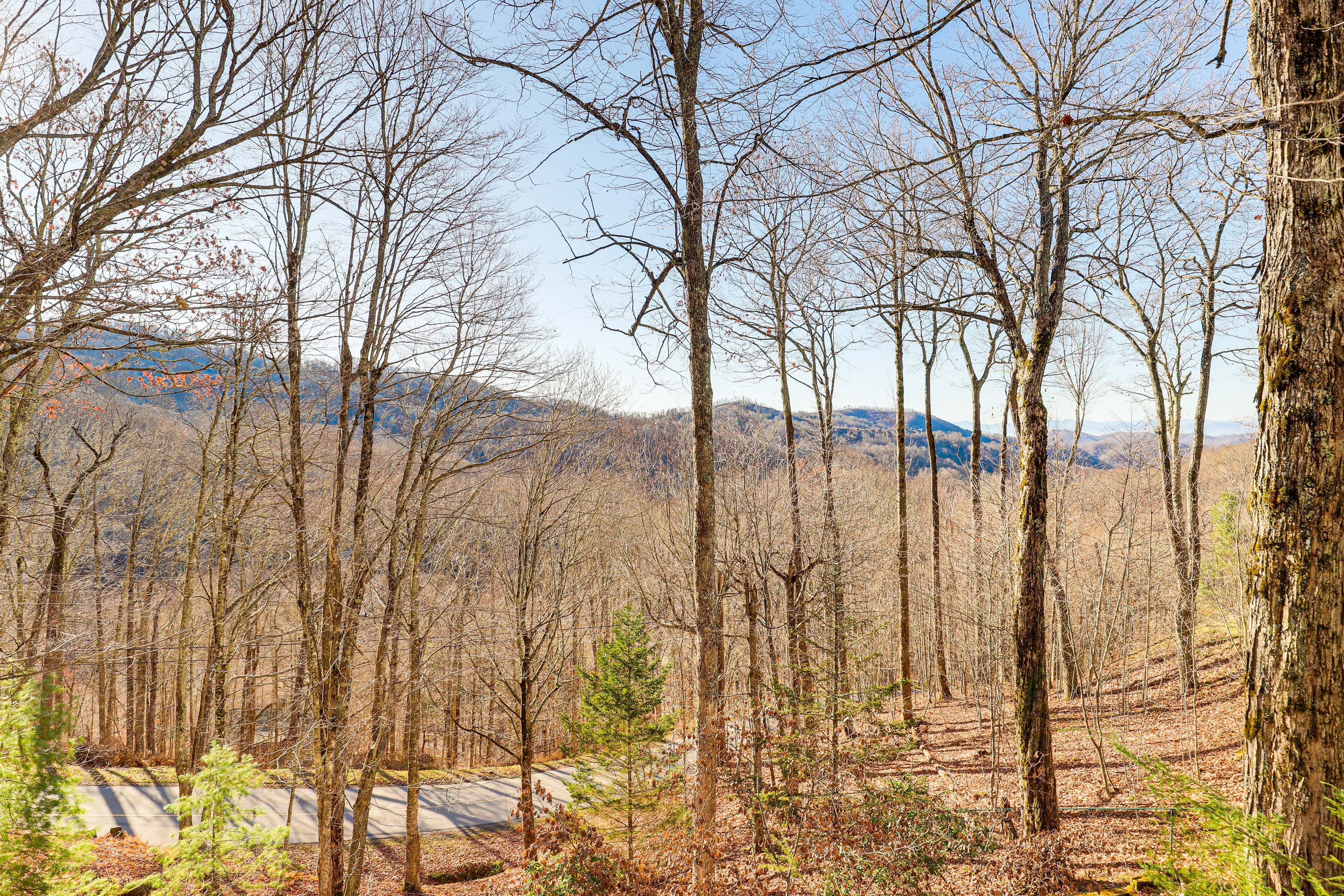 Mountain & Forest Views