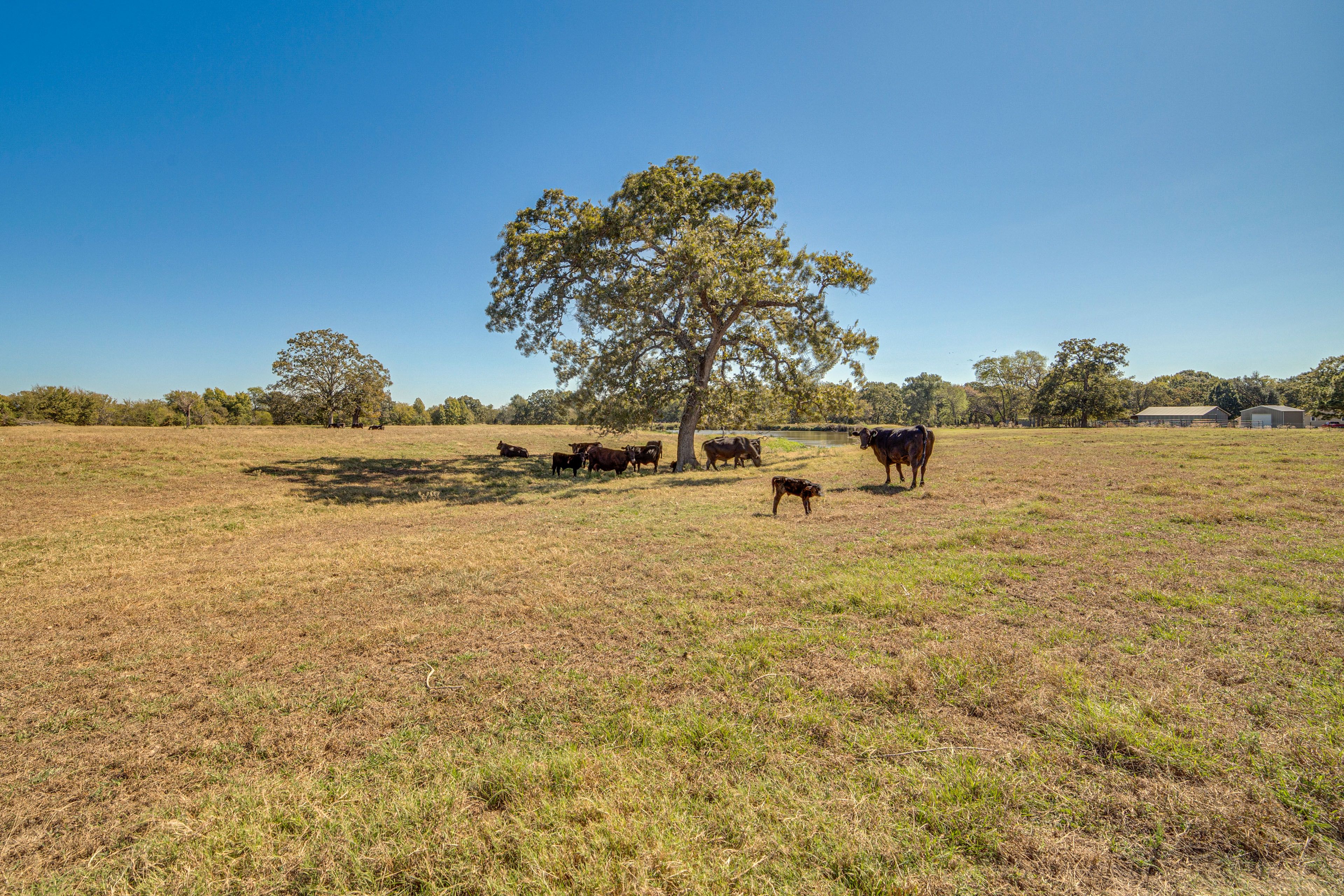 Cattle & Pond On-Site