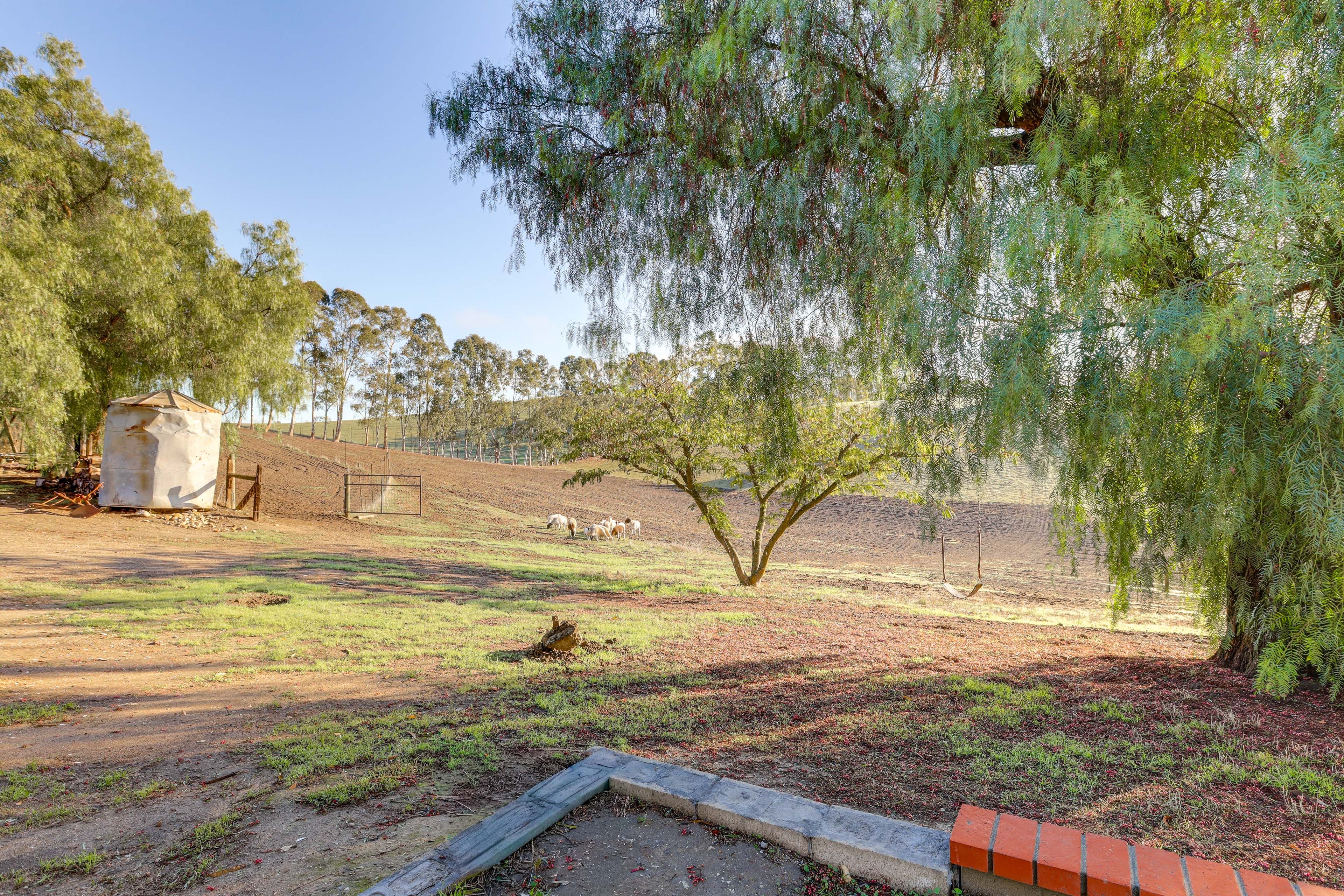 Property Grounds | Grazing Sheep & Chickens