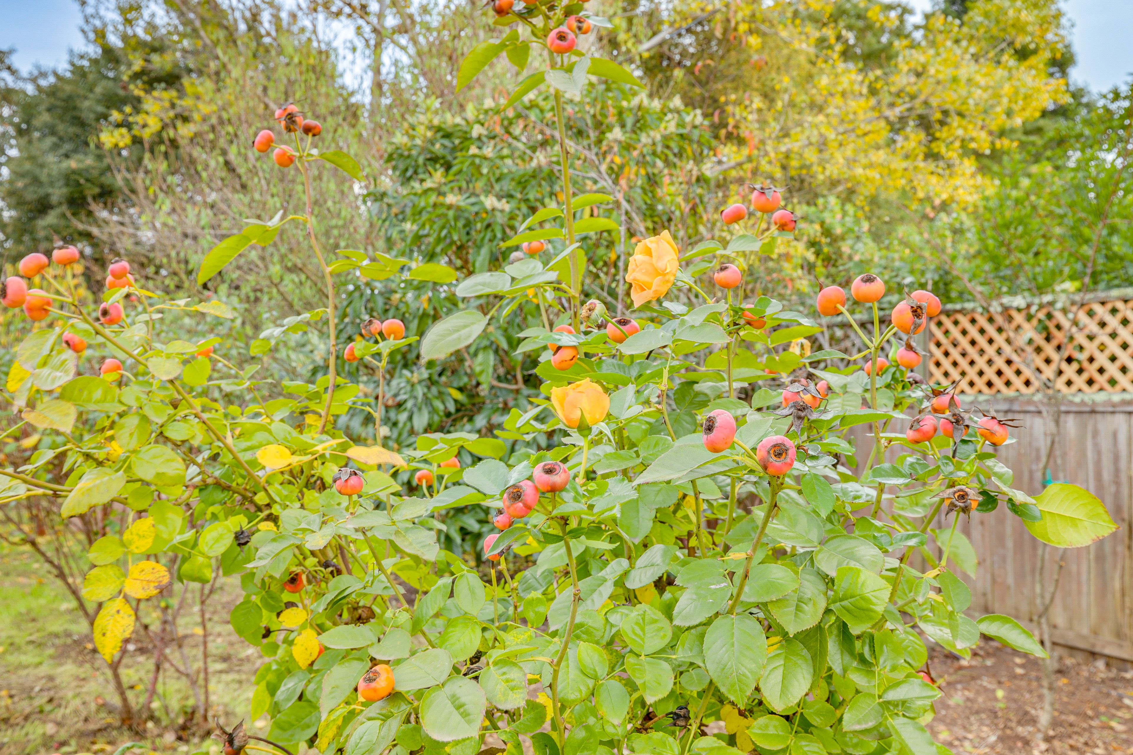 Backyard | Fruit Trees