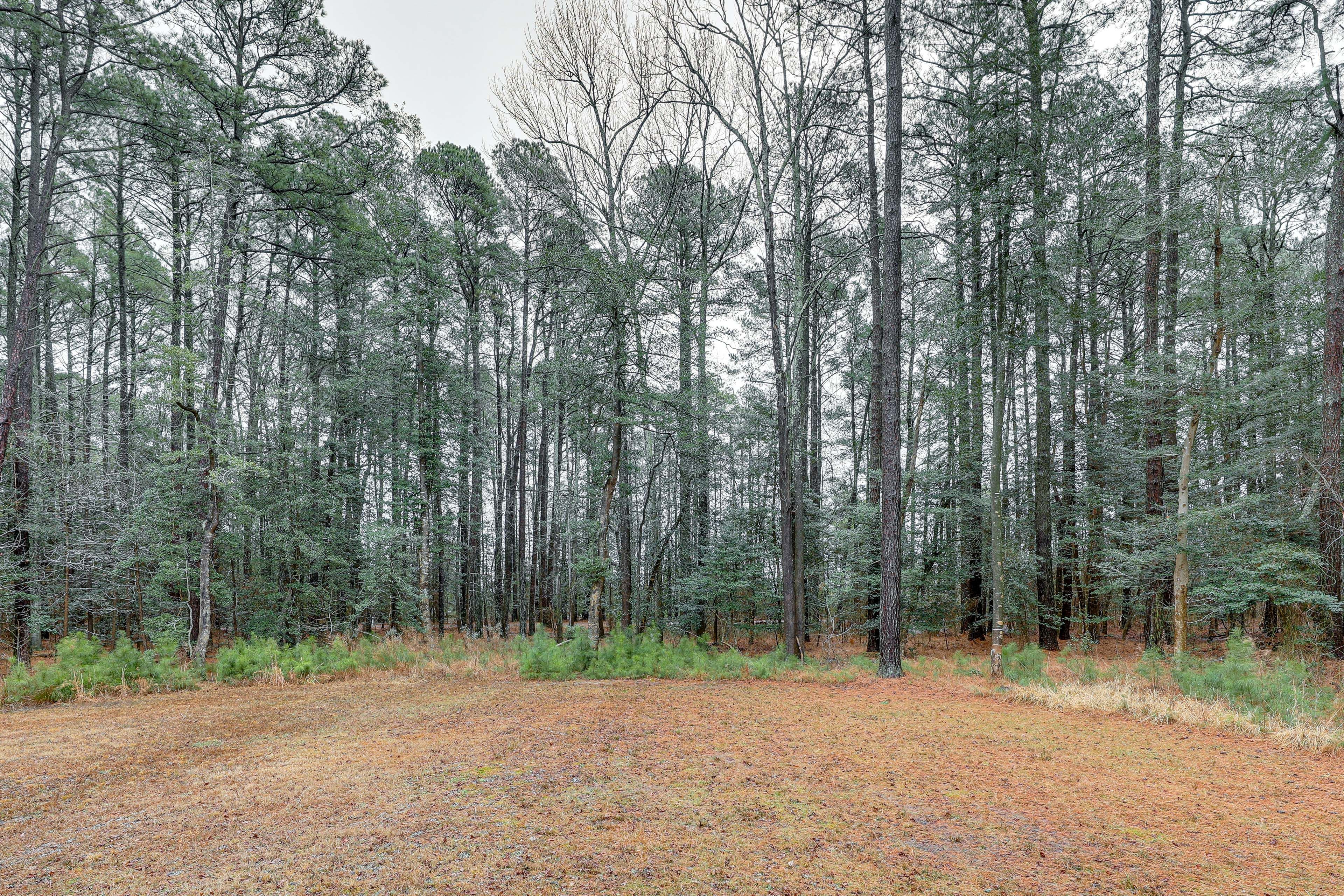 Backyard | Wooded View