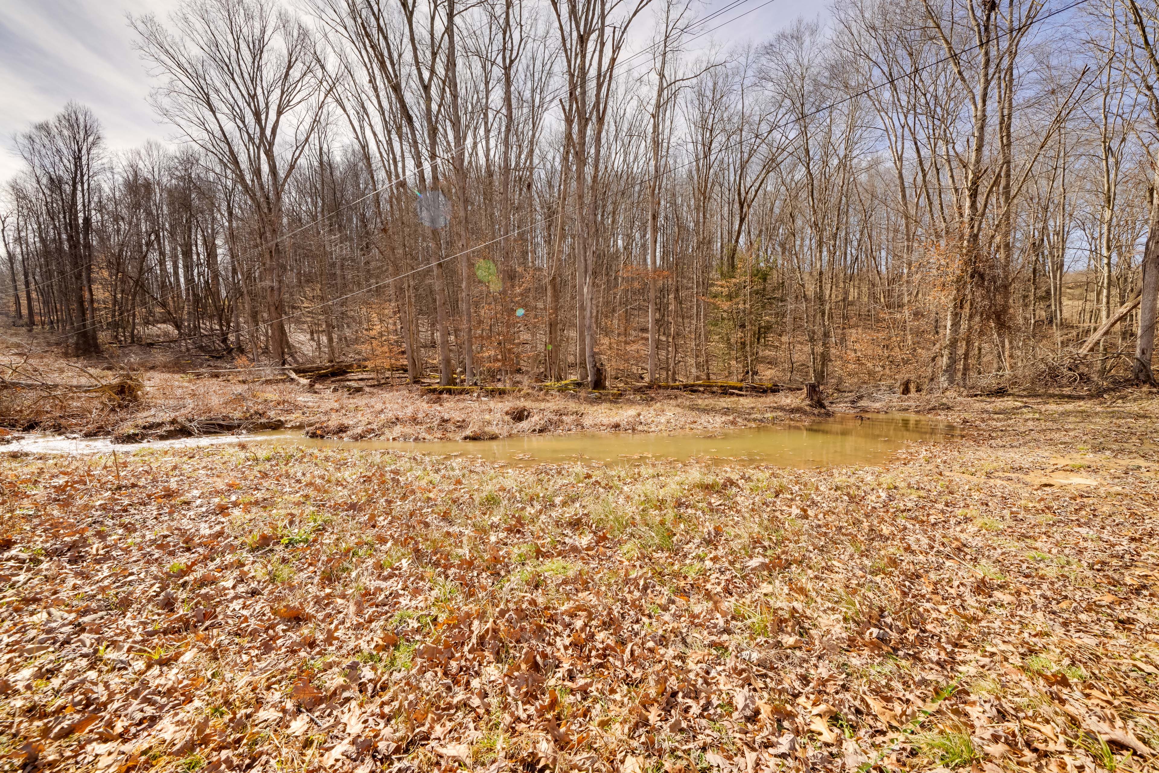 Wooded Backyard w/ Creek