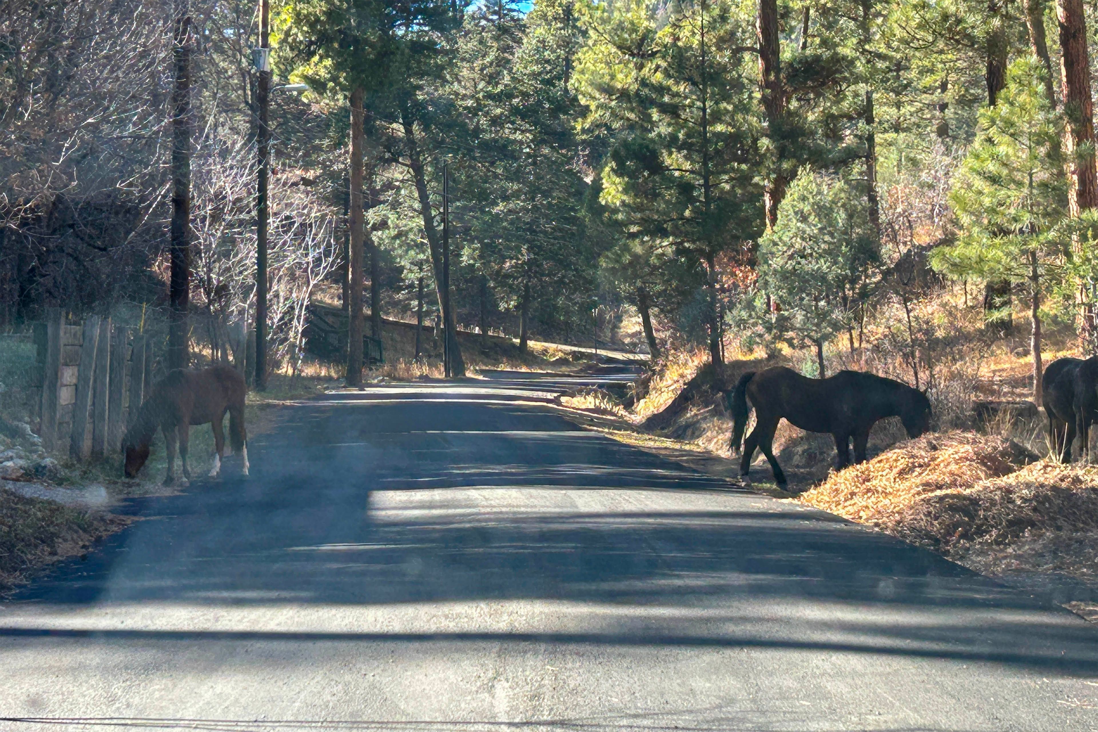 Surrounding Area | Wild Horses