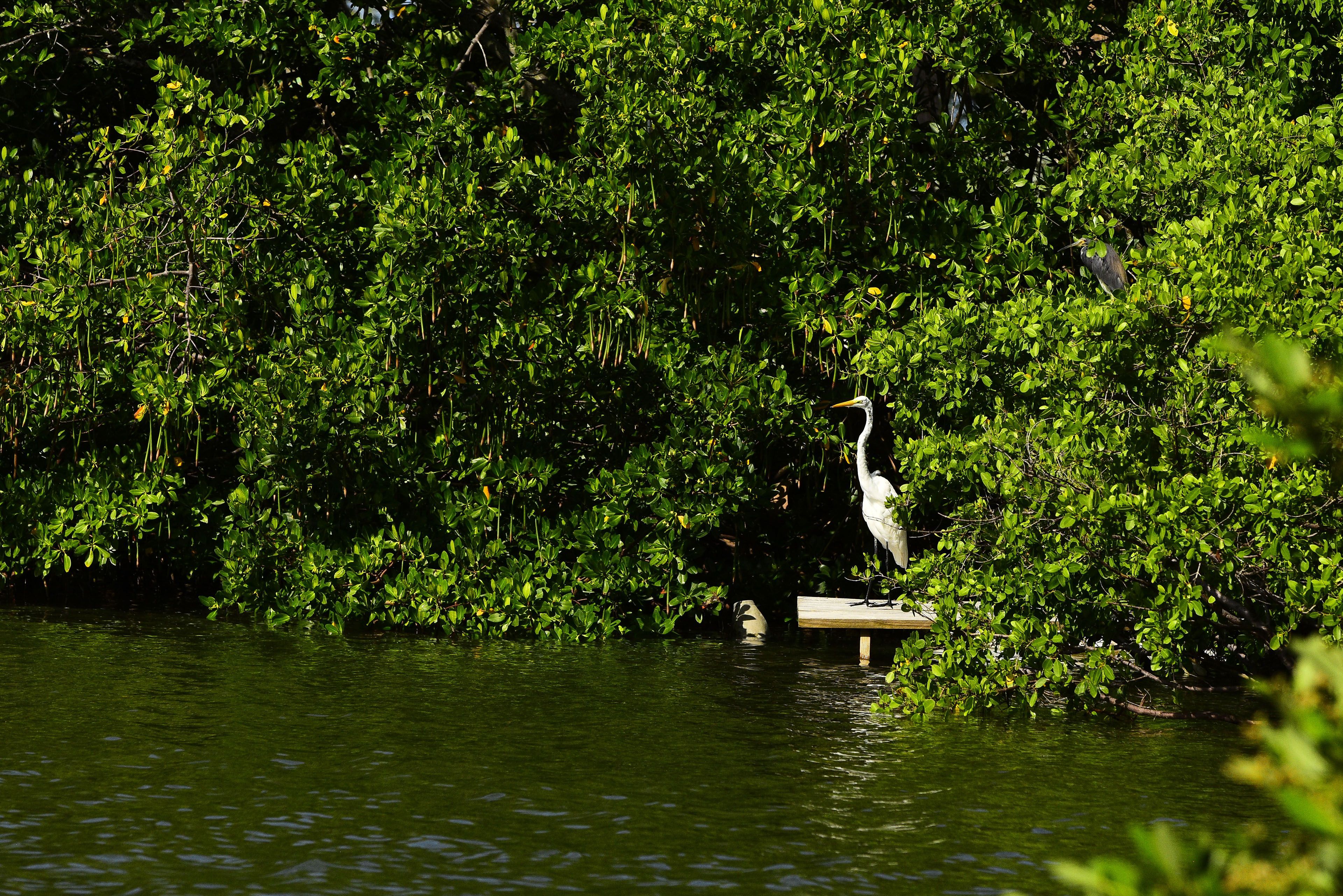 On-Site Bird Watching