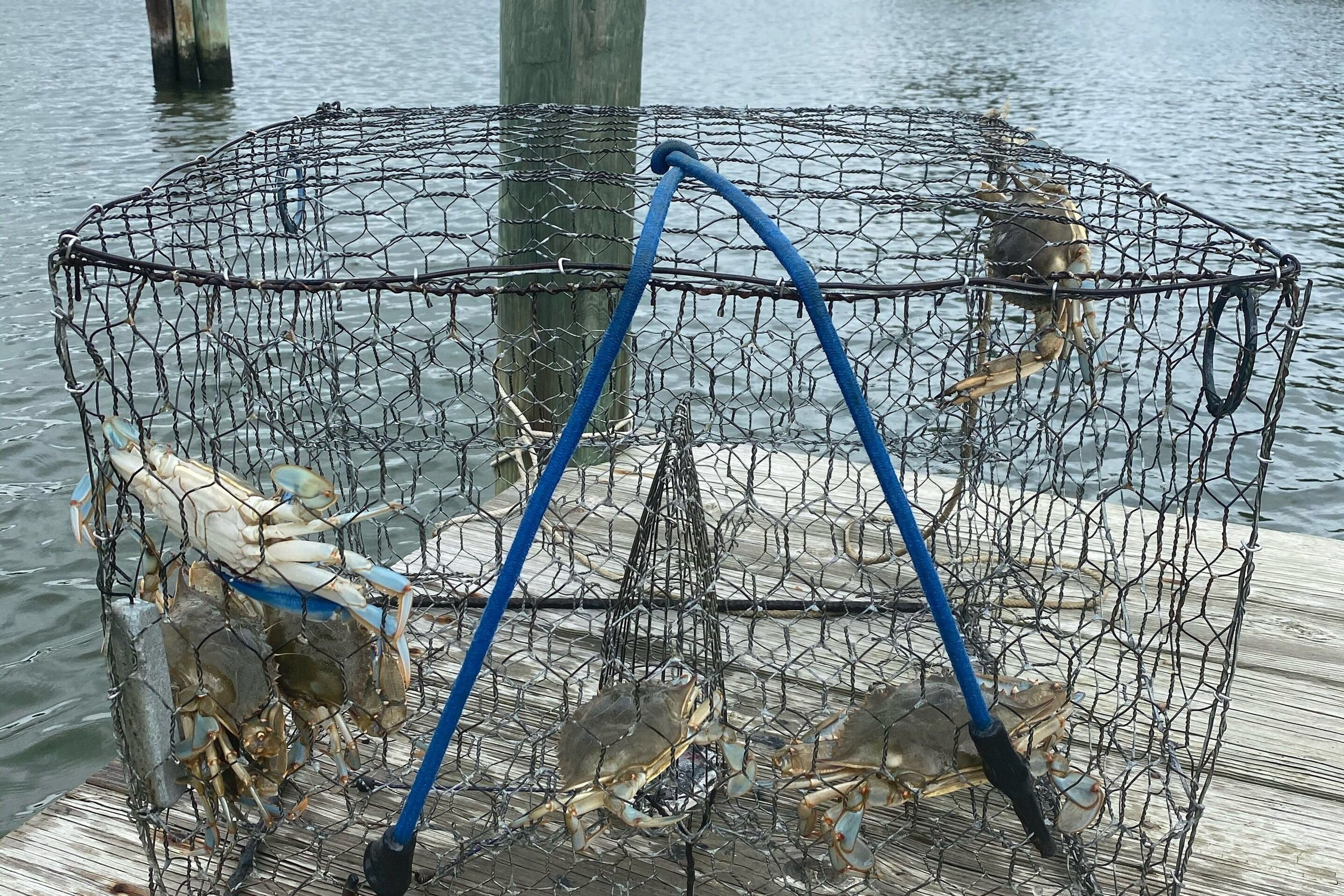 Catch Your Own Blue Crabs