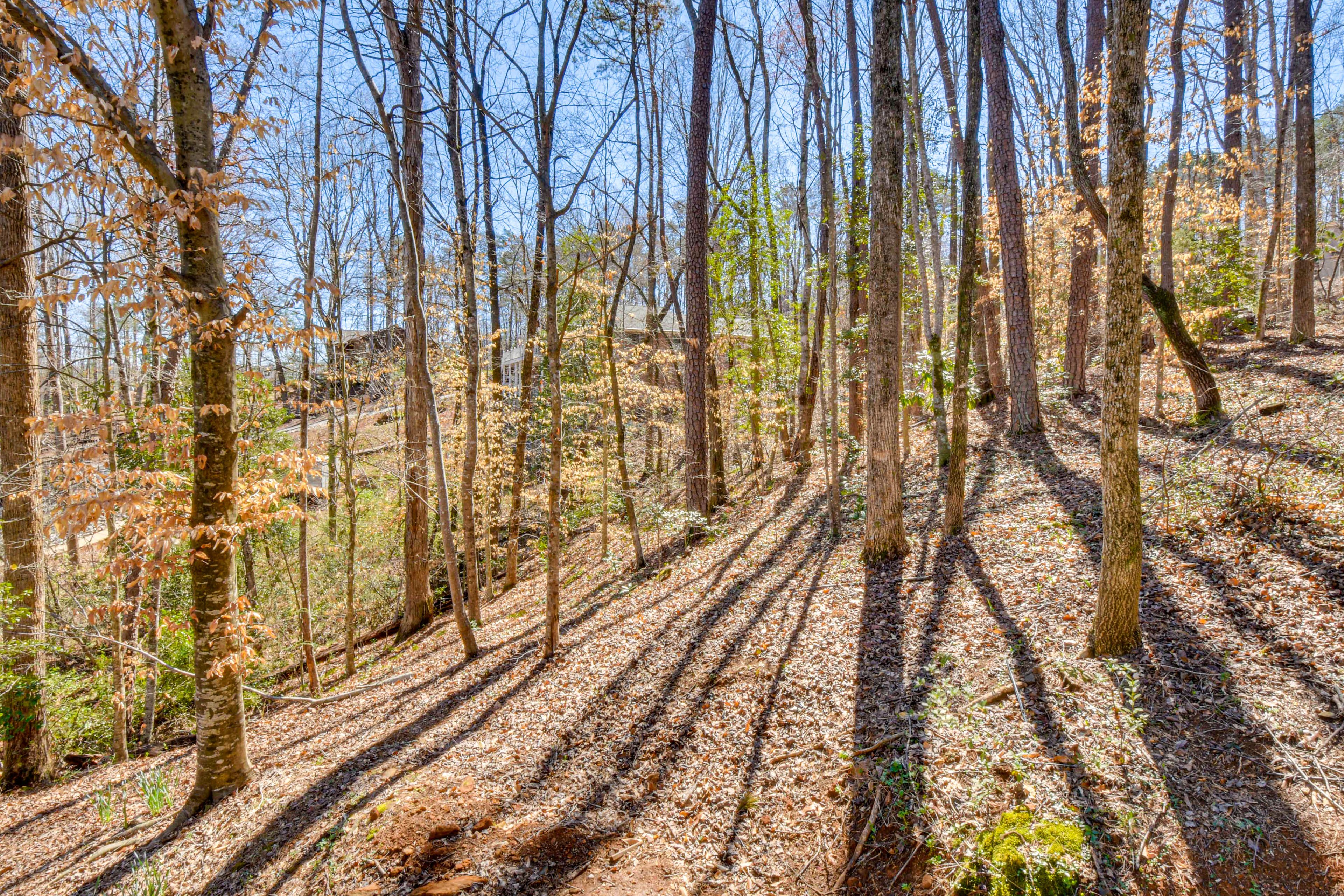 Wooded Yard