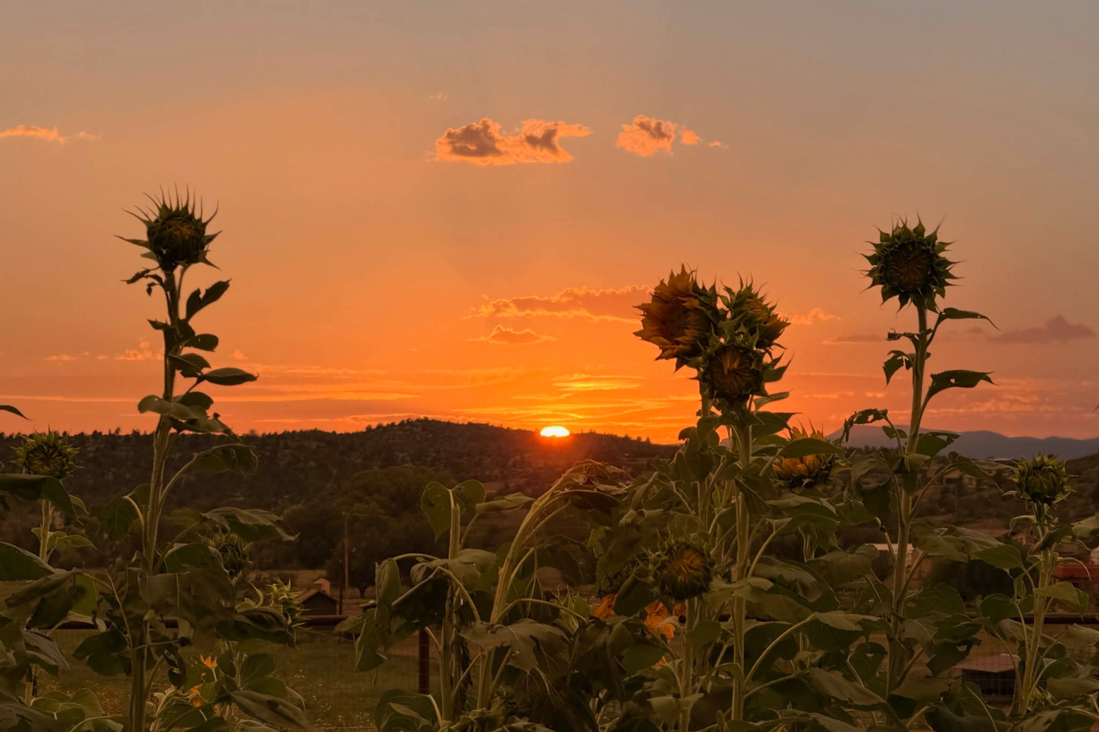 SUnset Views