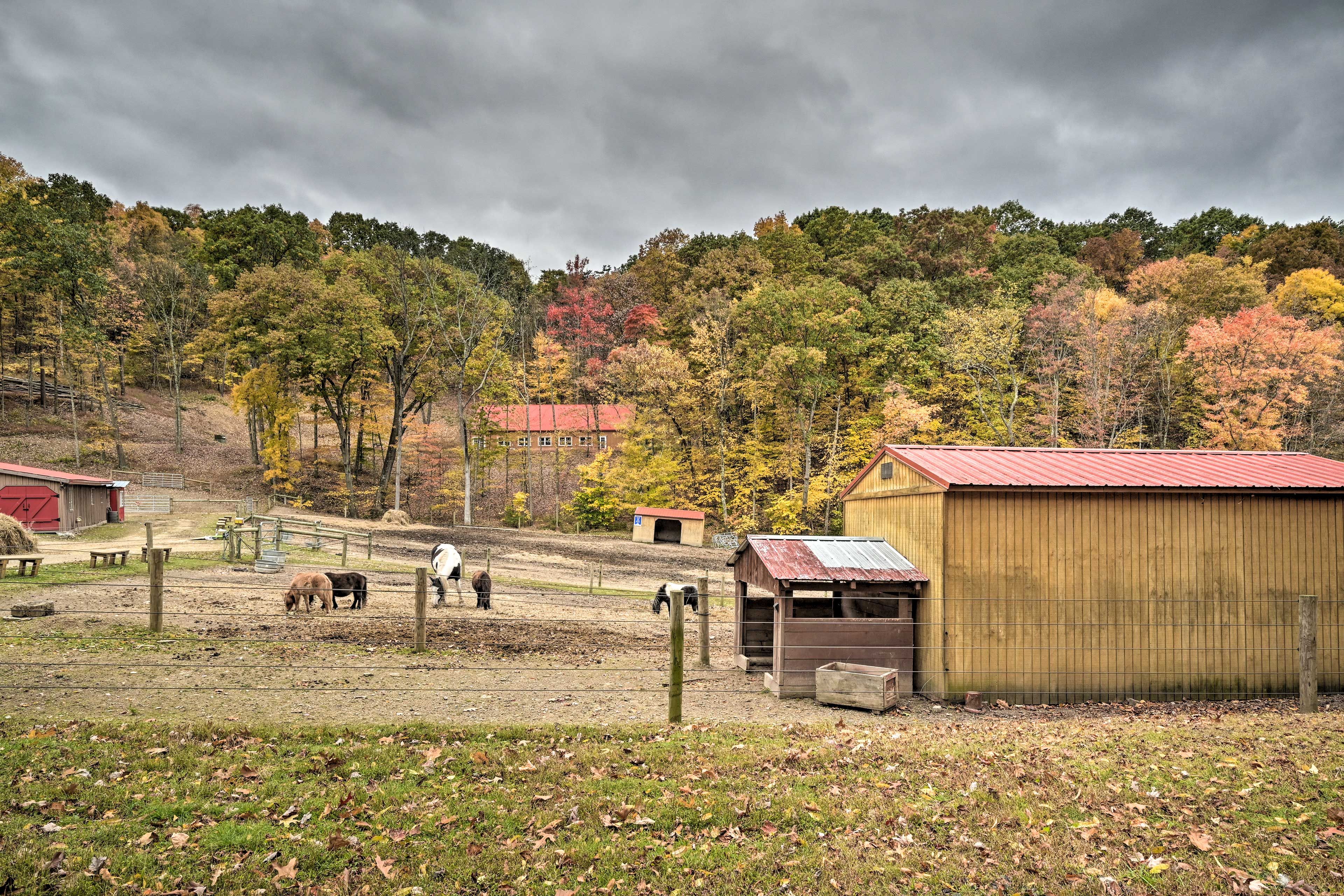 Urban Saddle Ranch | Farm Animals On-Site